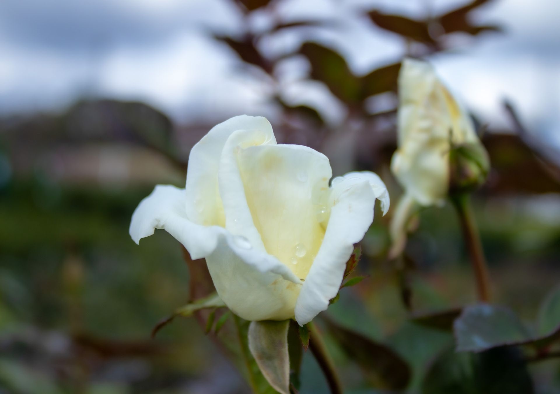 White rose in bloom with buds in a blurred garden background