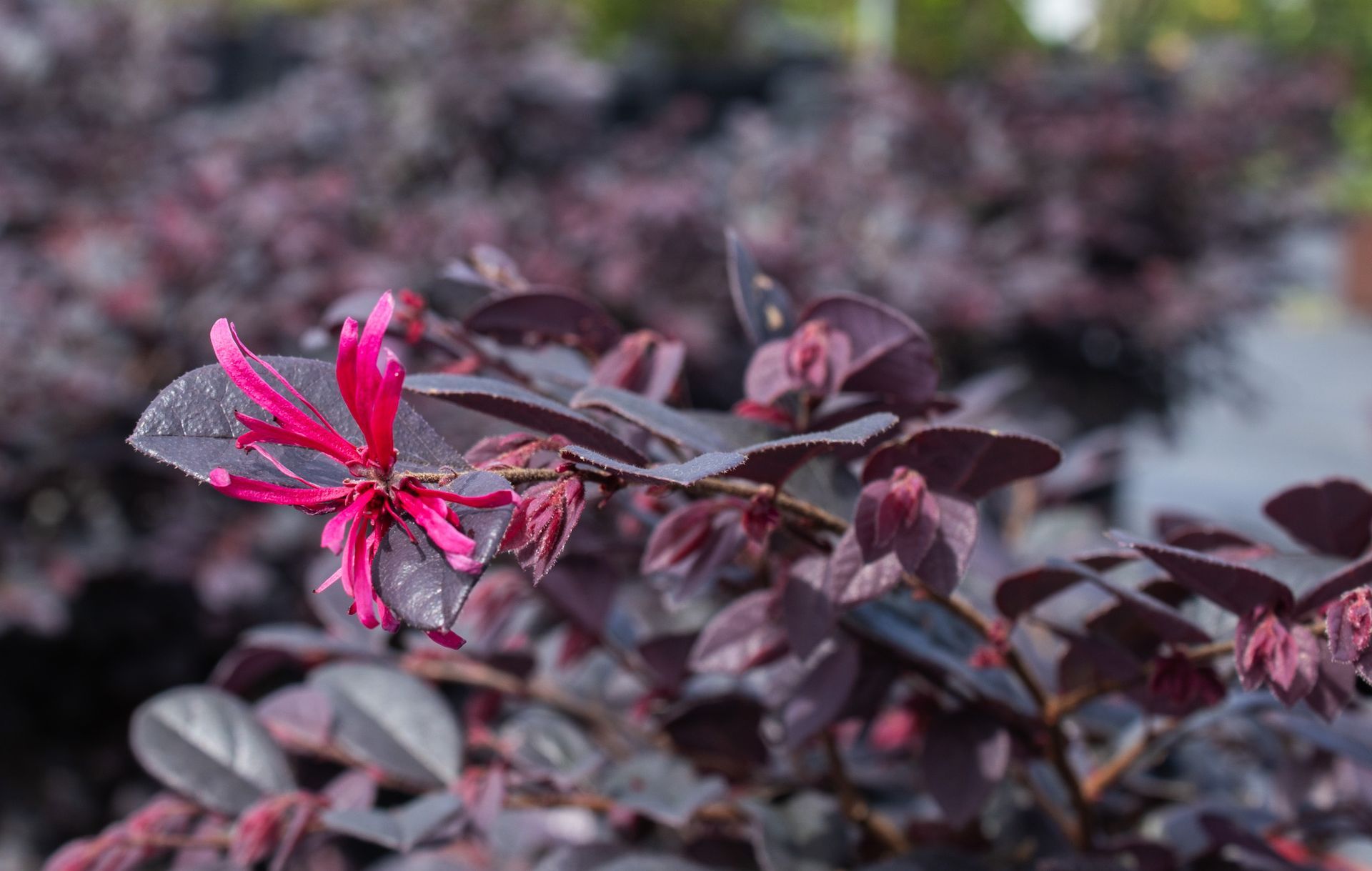 Bright pink flowers on a dark purple-leaf shrub outdoors