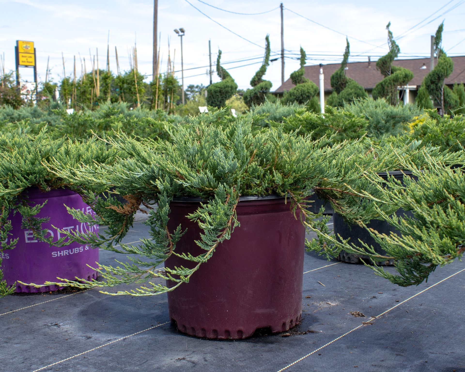 Green groundcover plants in purple pots at an outdoor nursery