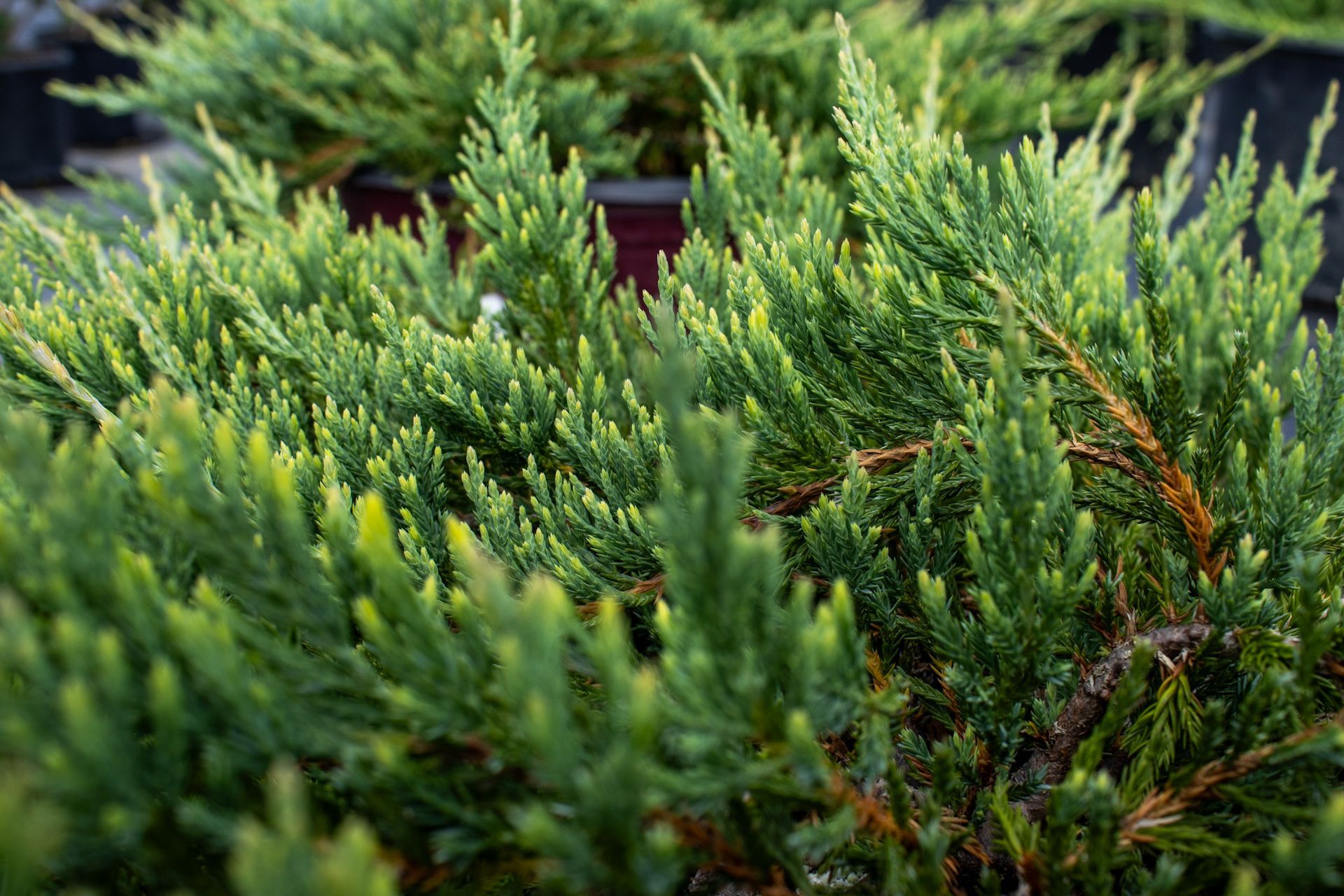 Dense green evergreen shrub foliage with yellow-green new growth outdoors