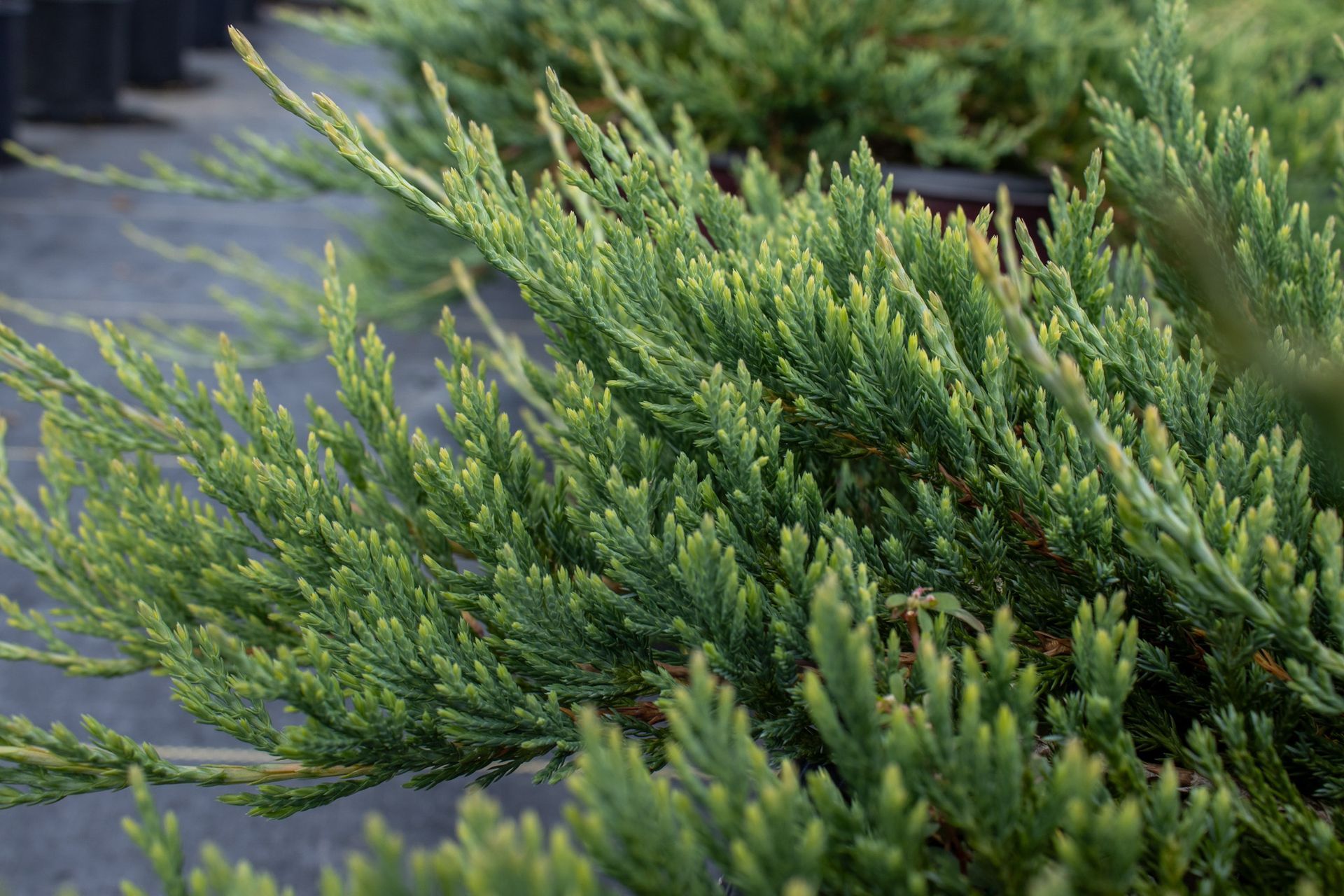 Green evergreen shrub beside a stone path, with soft blurred greenery in the background