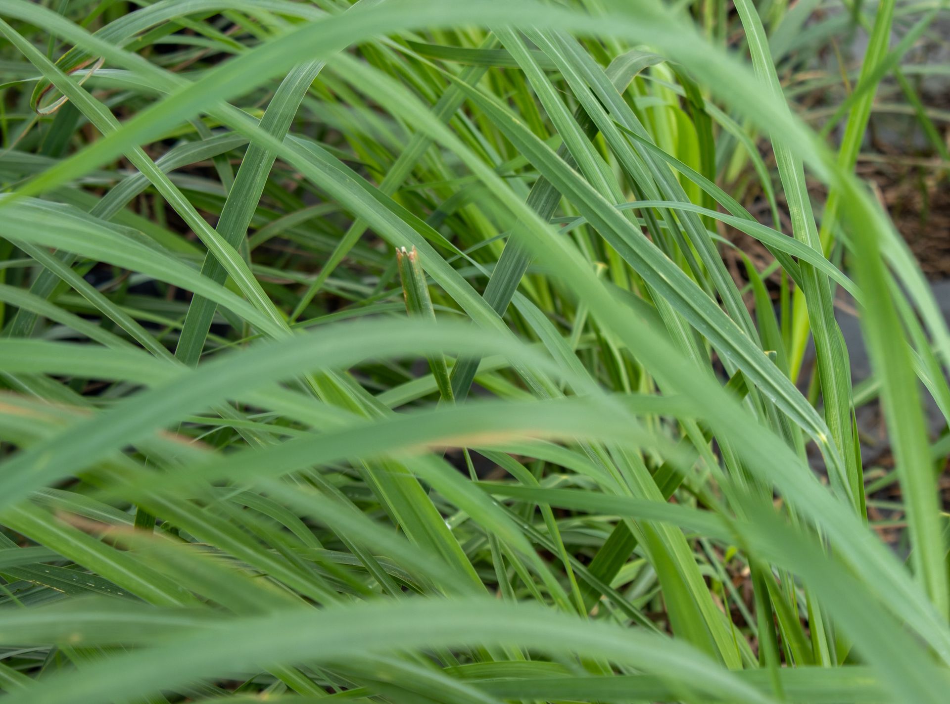 Close-up of green grass blades with a blurred natural background