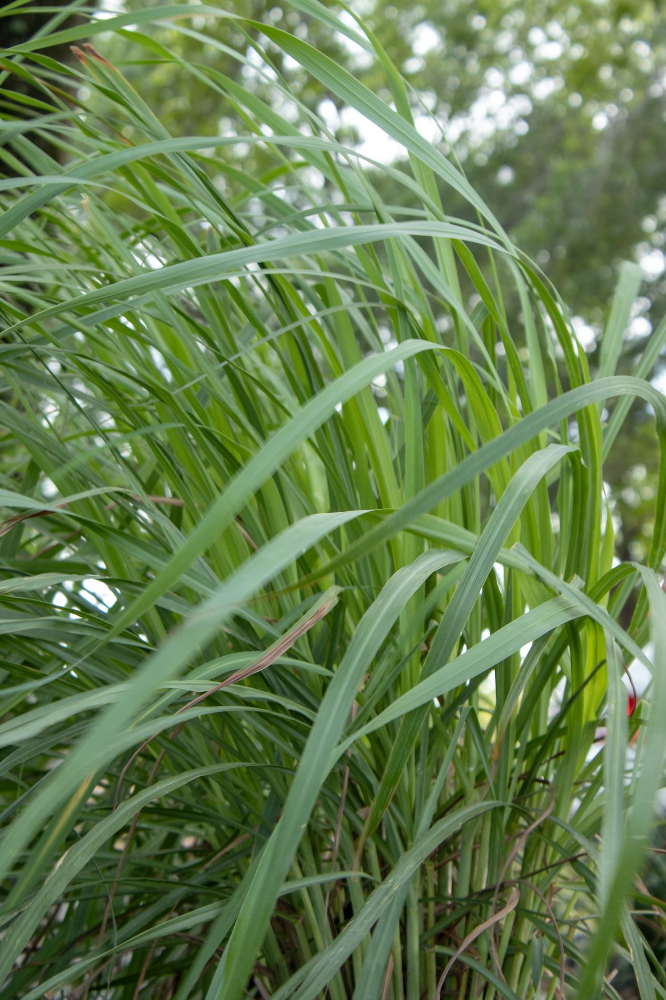 Close-up of long green leaves swaying against a blurred outdoor background