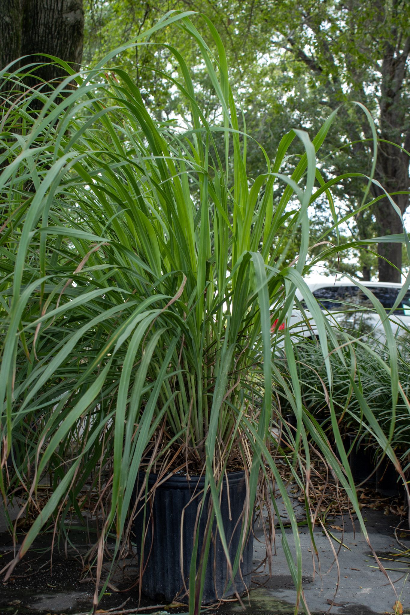 Potted tall green ornamental grass with long arching leaves outdoors under trees