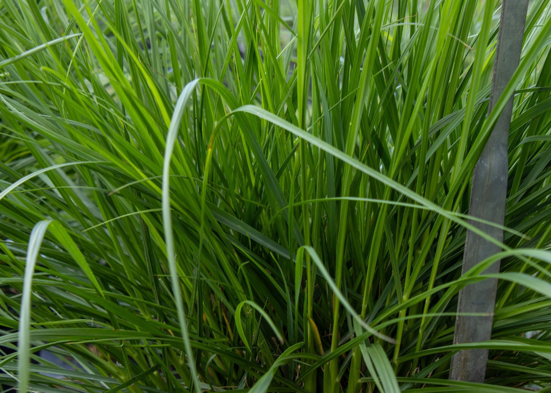 Close-up of dense green grass blades growing beside a gray metal fence