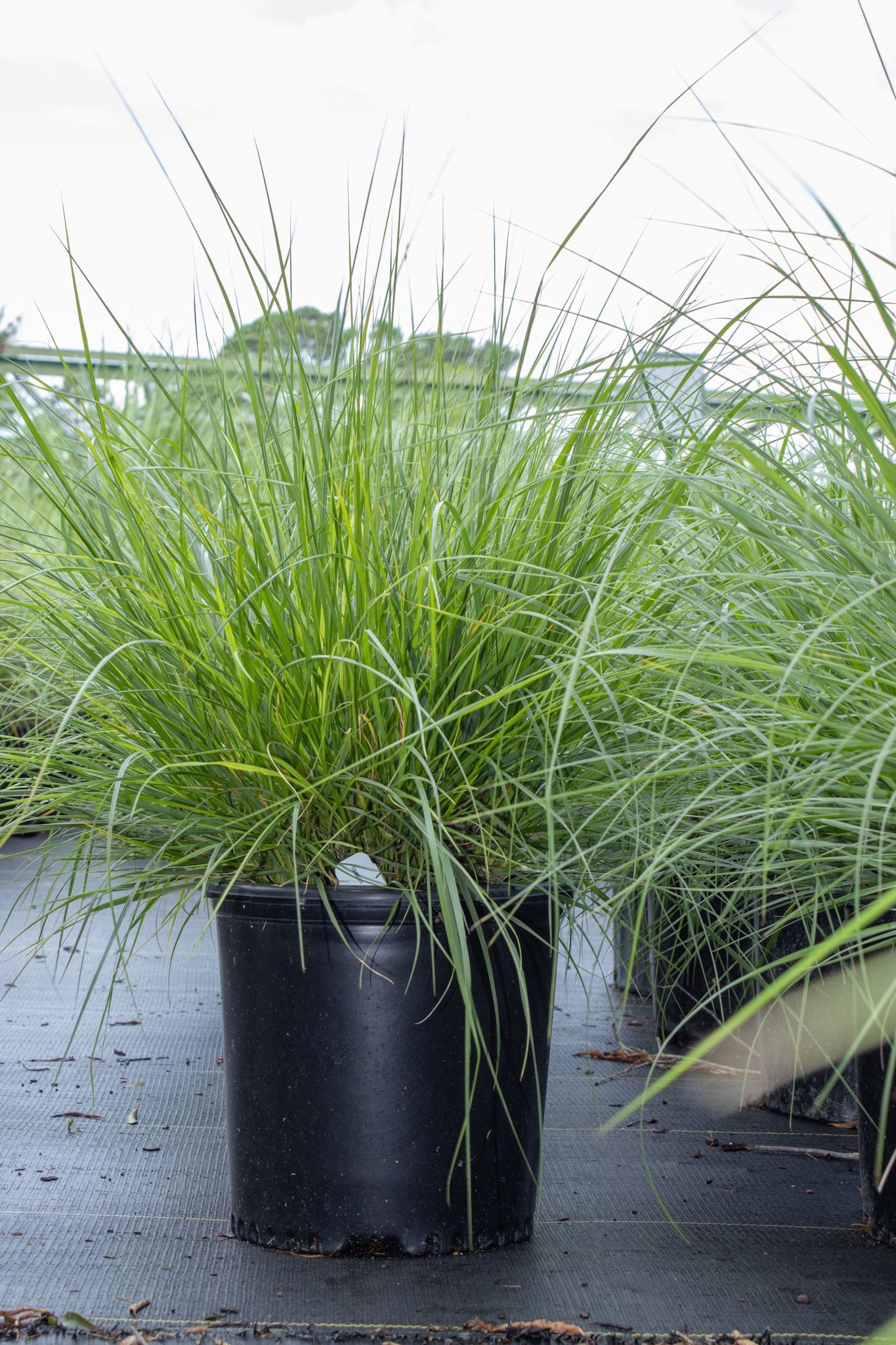 Potted ornamental grass plant with long green blades in a black nursery container outdoors