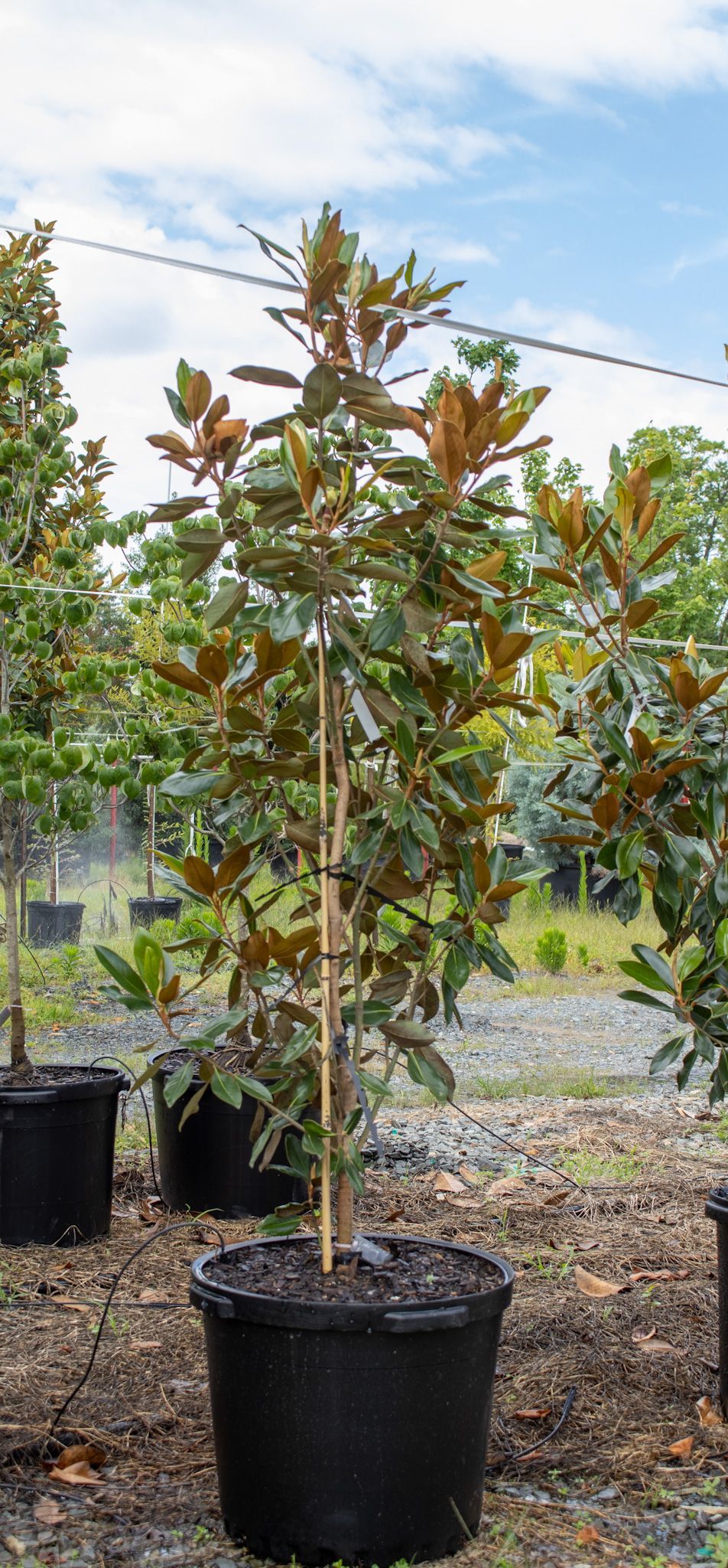 Potted young tree with green and reddish leaves in a nursery outdoors