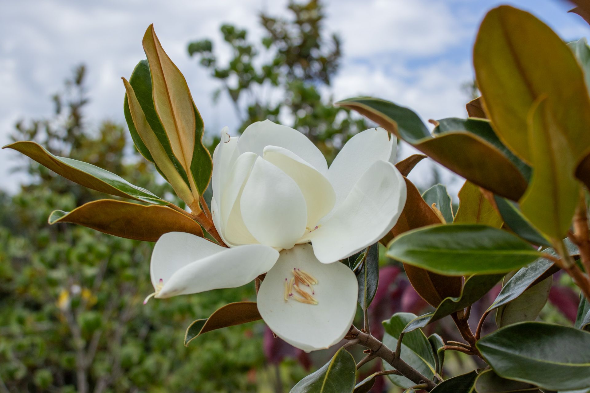 White magnolia blossoms among green leaves against a blurred outdoor background