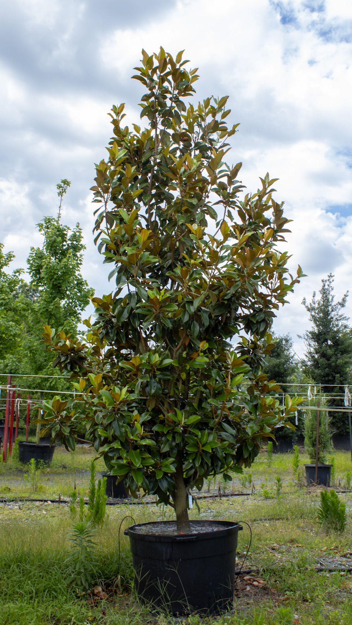 Potted ornamental tree with green and bronze leaves in a nursery outdoors