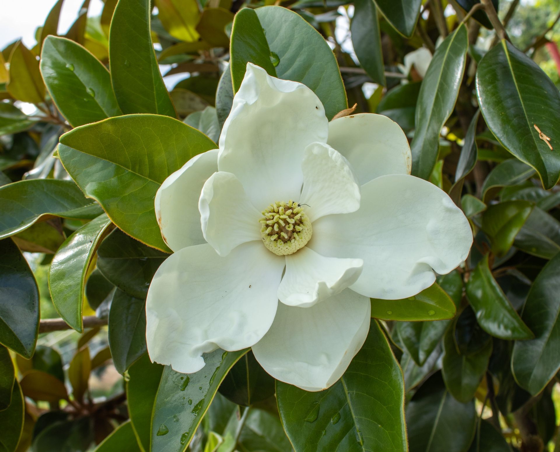 Close-up of a white flower with layered petals and a yellow center среди glossy green leaves.