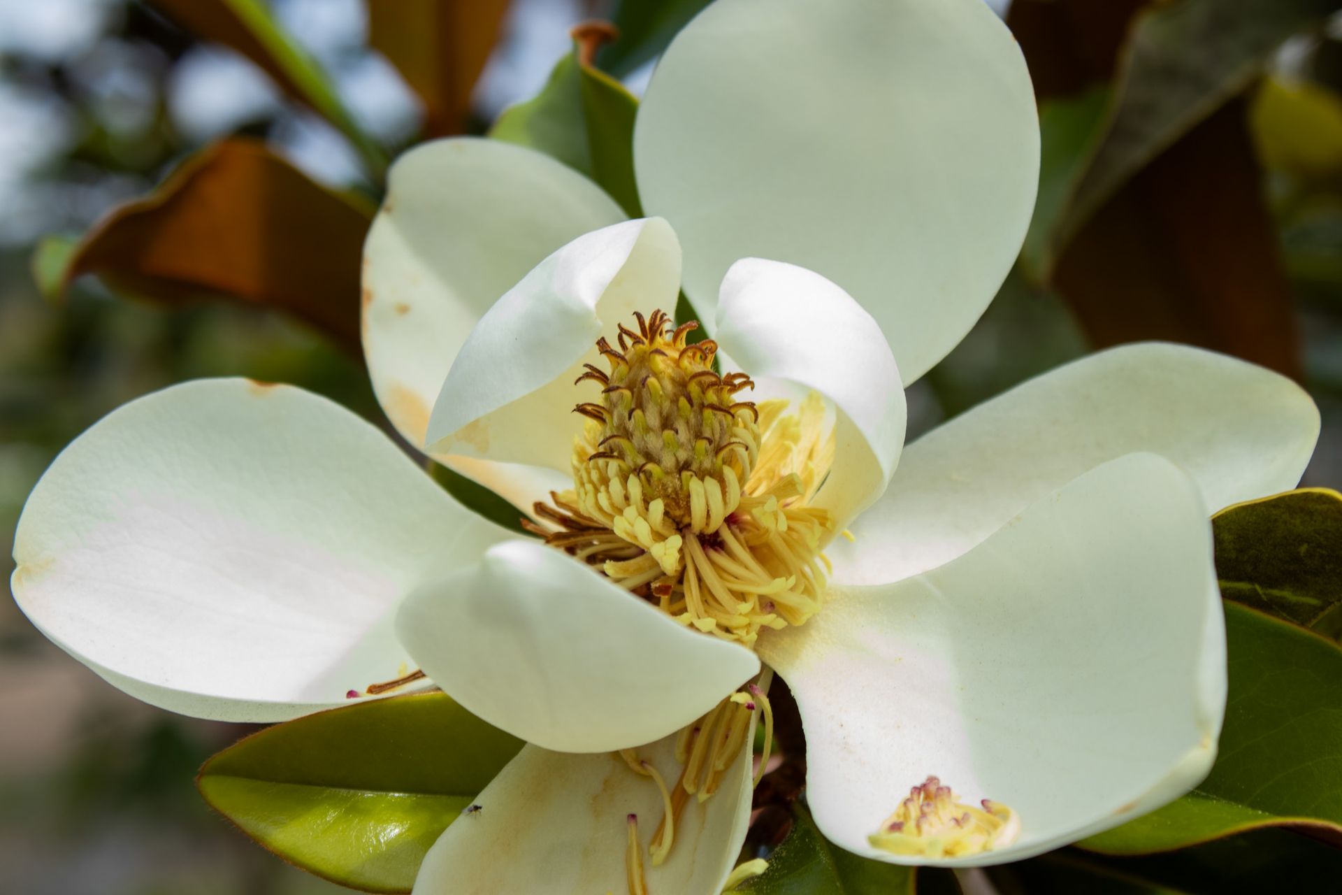 White flower with yellow center in close-up against green leaves