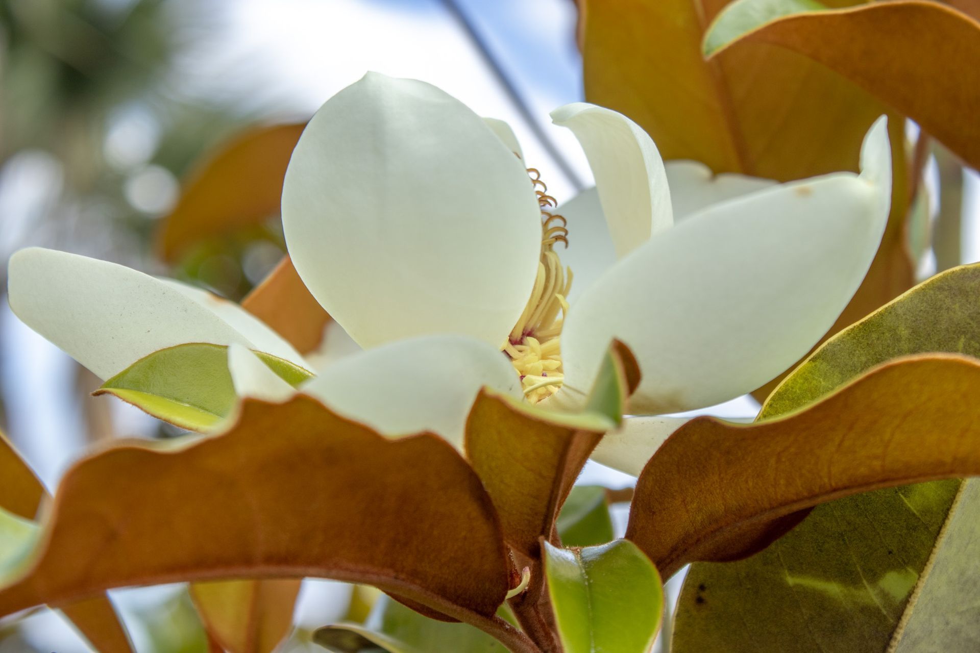 White magnolia blossom with large green leaves against a blurred outdoor background