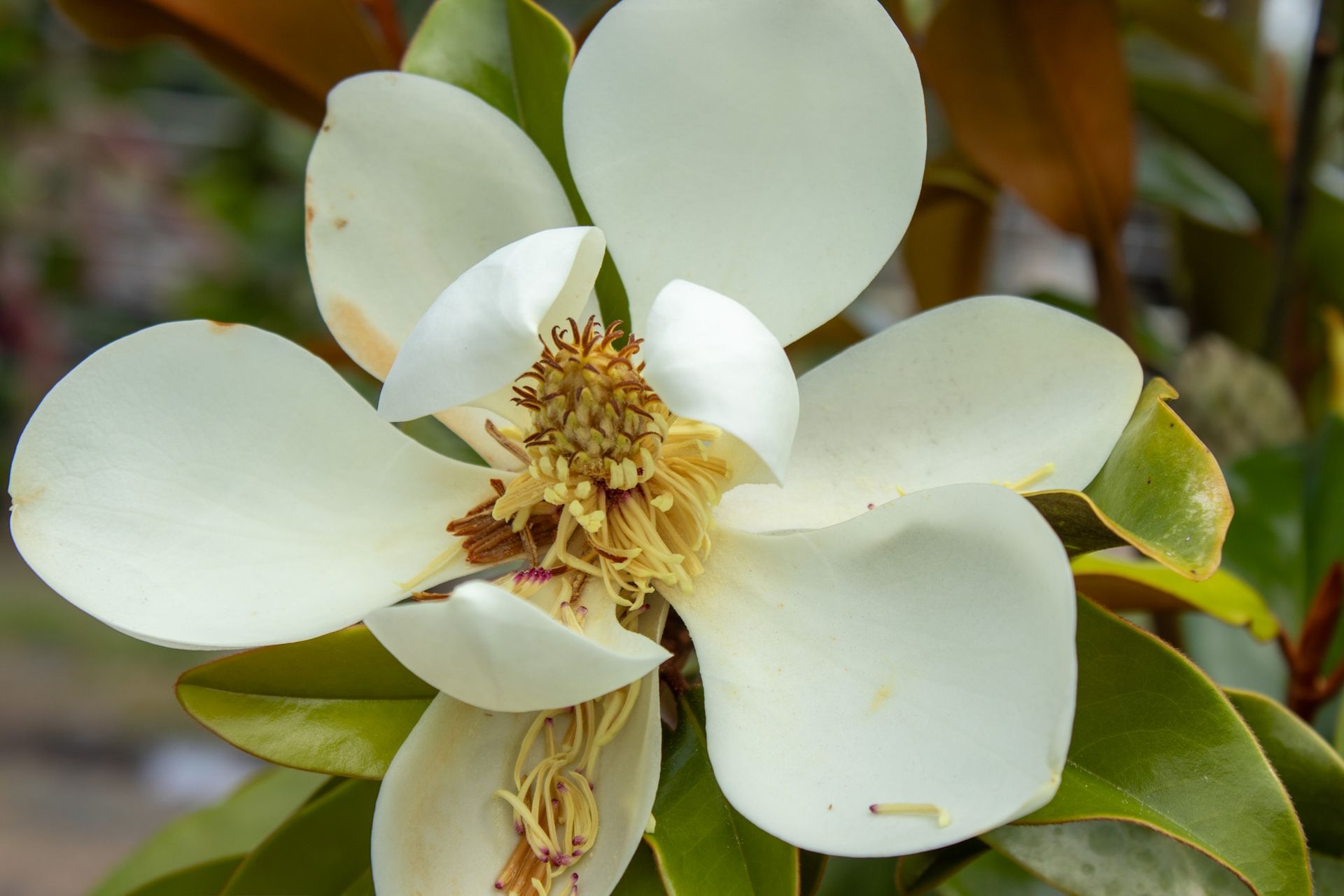 Close-up of a white flower with yellow stamens and green leaves