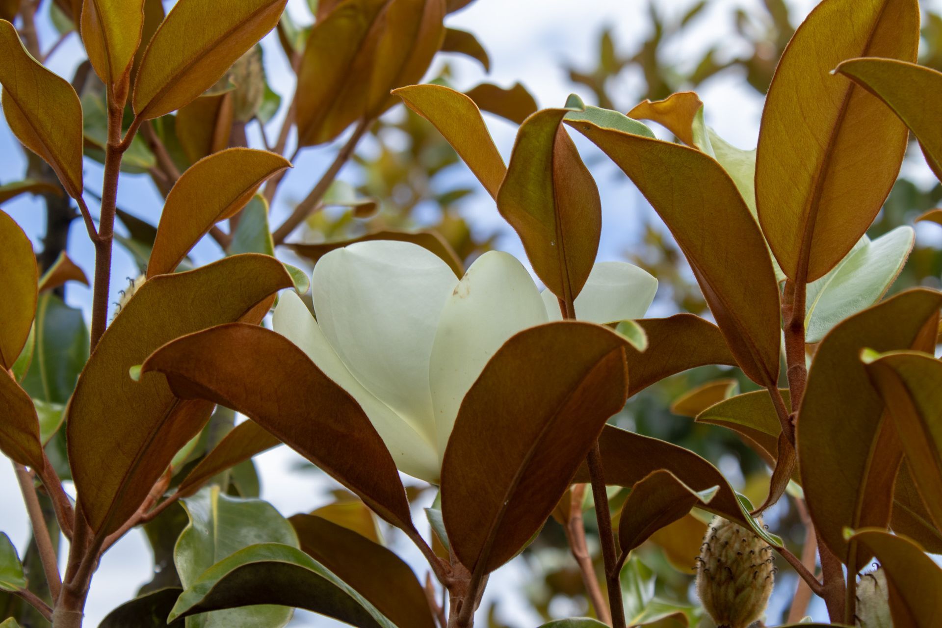 Brown and pale green magnolia leaves on branches against a blurred sky
