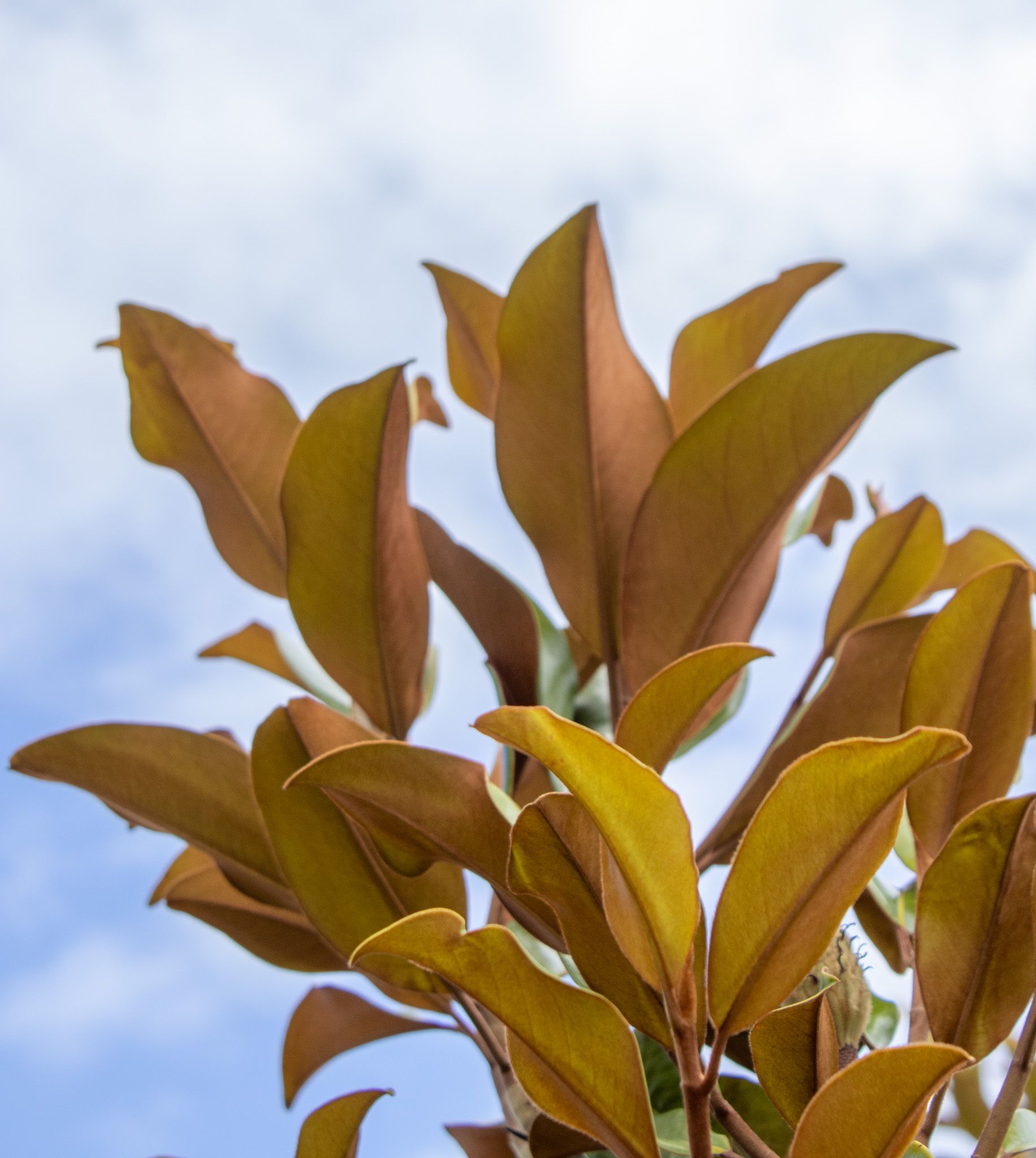 Close-up of bronze-green leaves against a pale blue sky