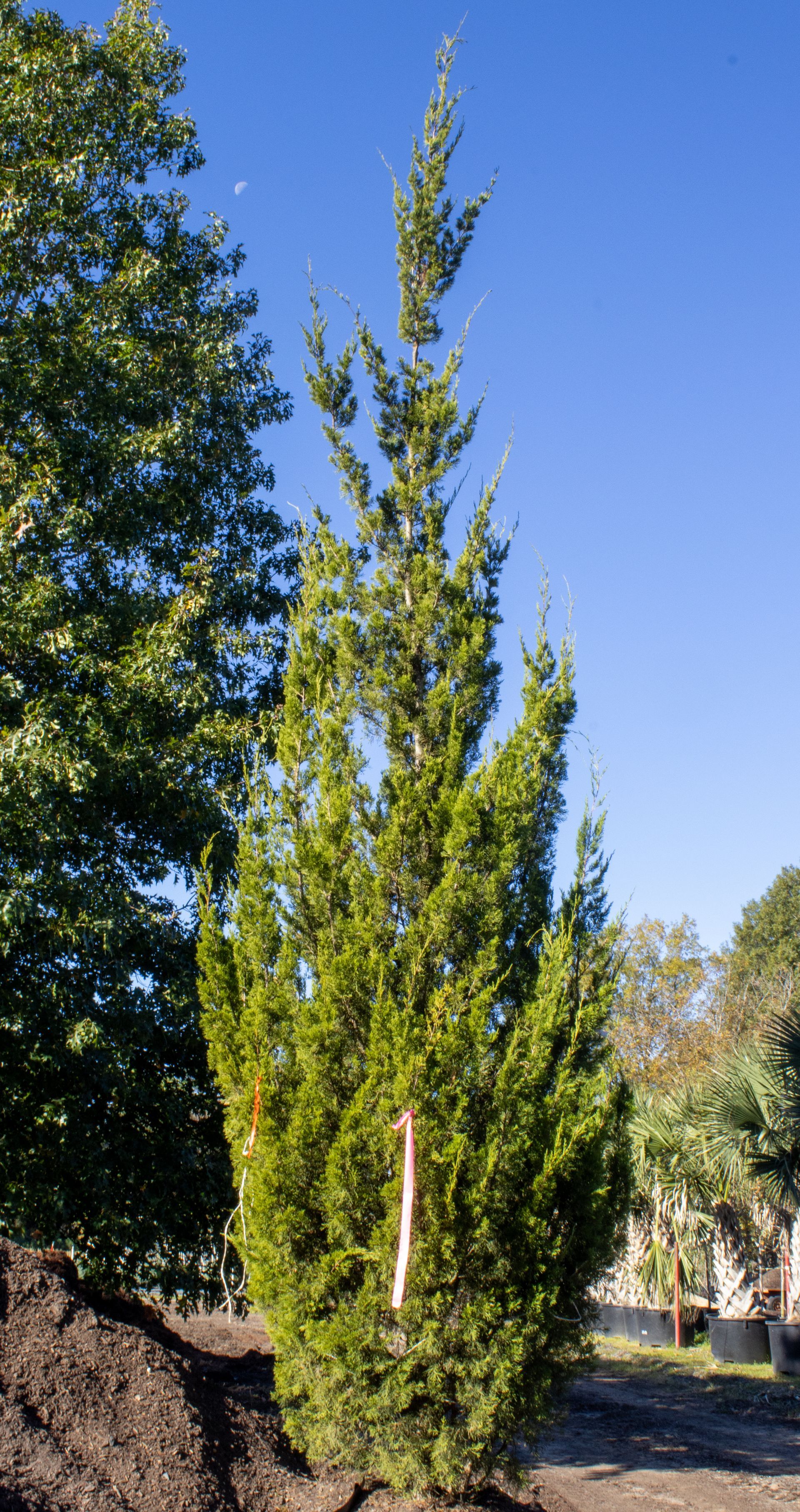 Tall narrow green tree in a sunny garden with blue sky