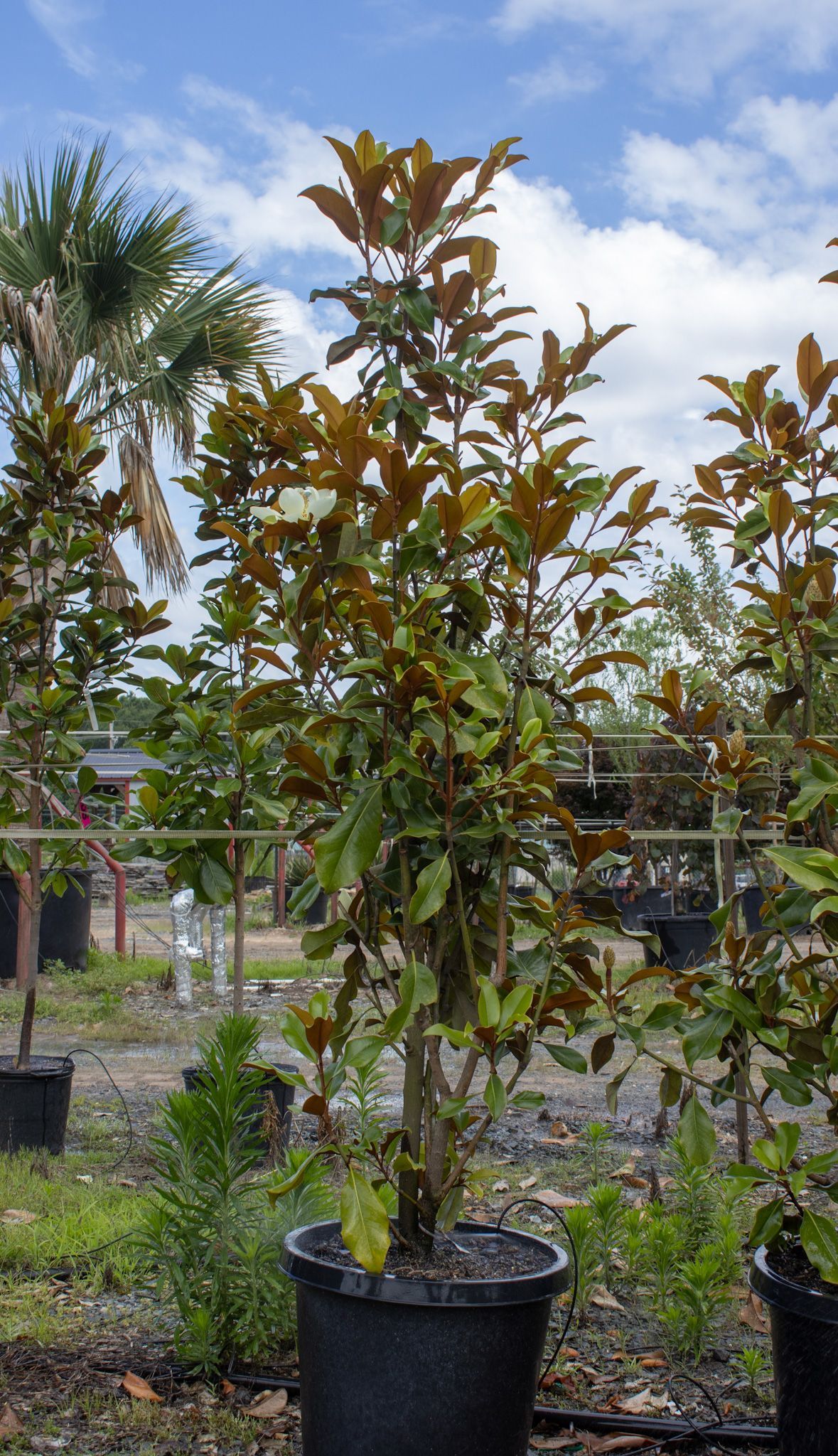 Potted young tree with green and reddish leaves in a nursery under a blue sky