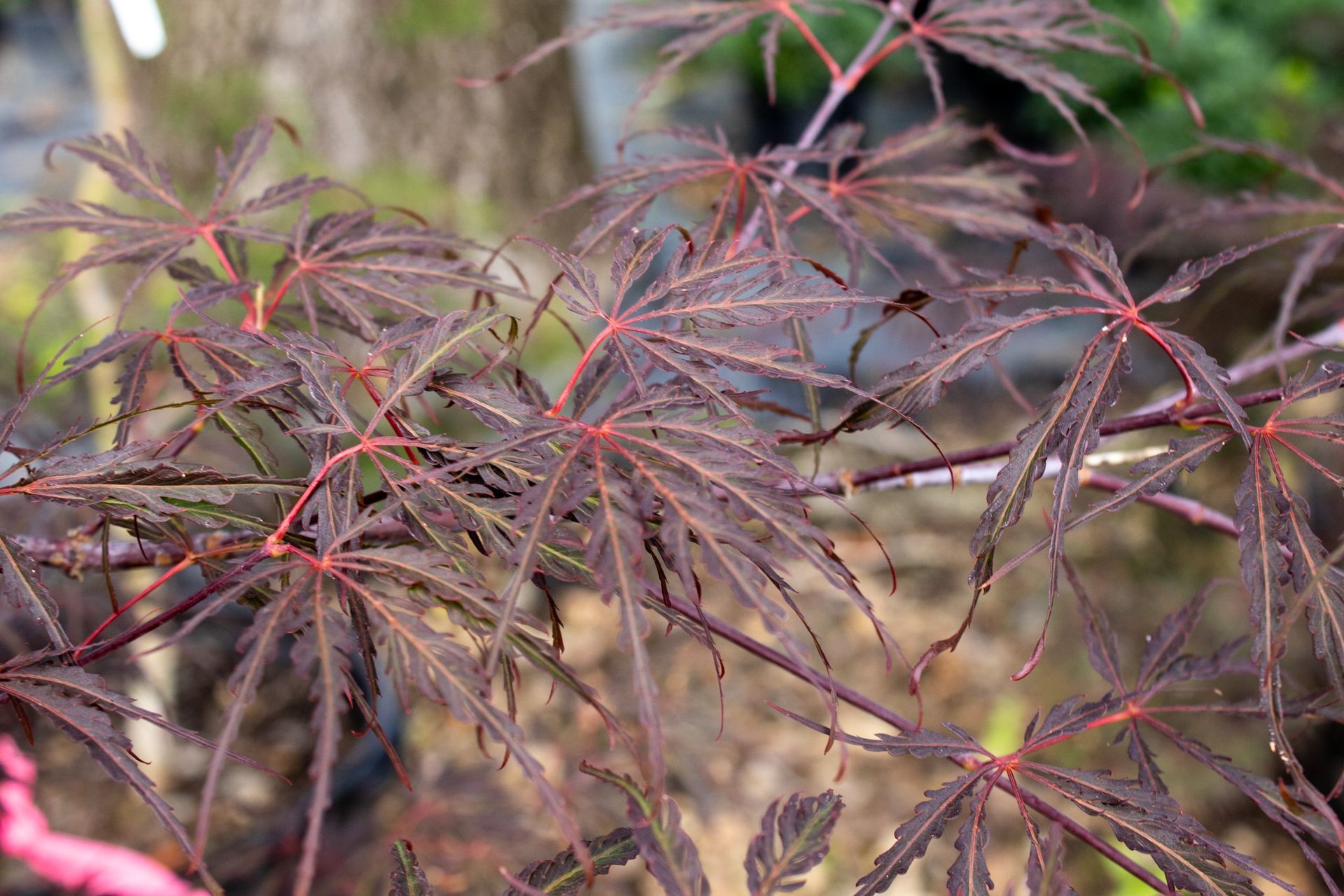 Close-up of delicate purple-red fern-like leaves with thin branches in soft focus