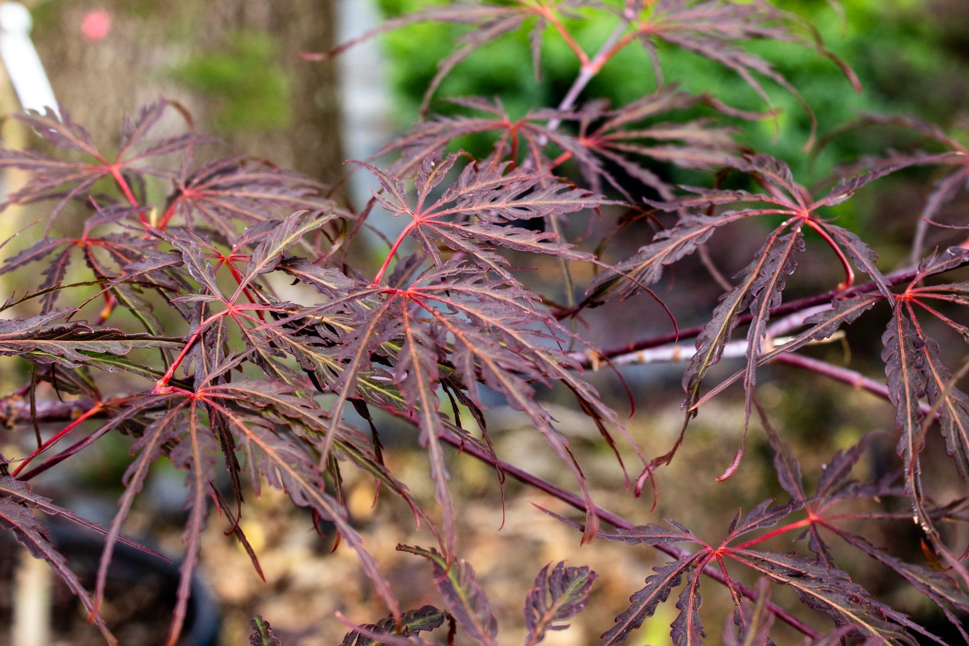 Close-up of a red-leafed maple branch with delicate leaves against a blurred garden background