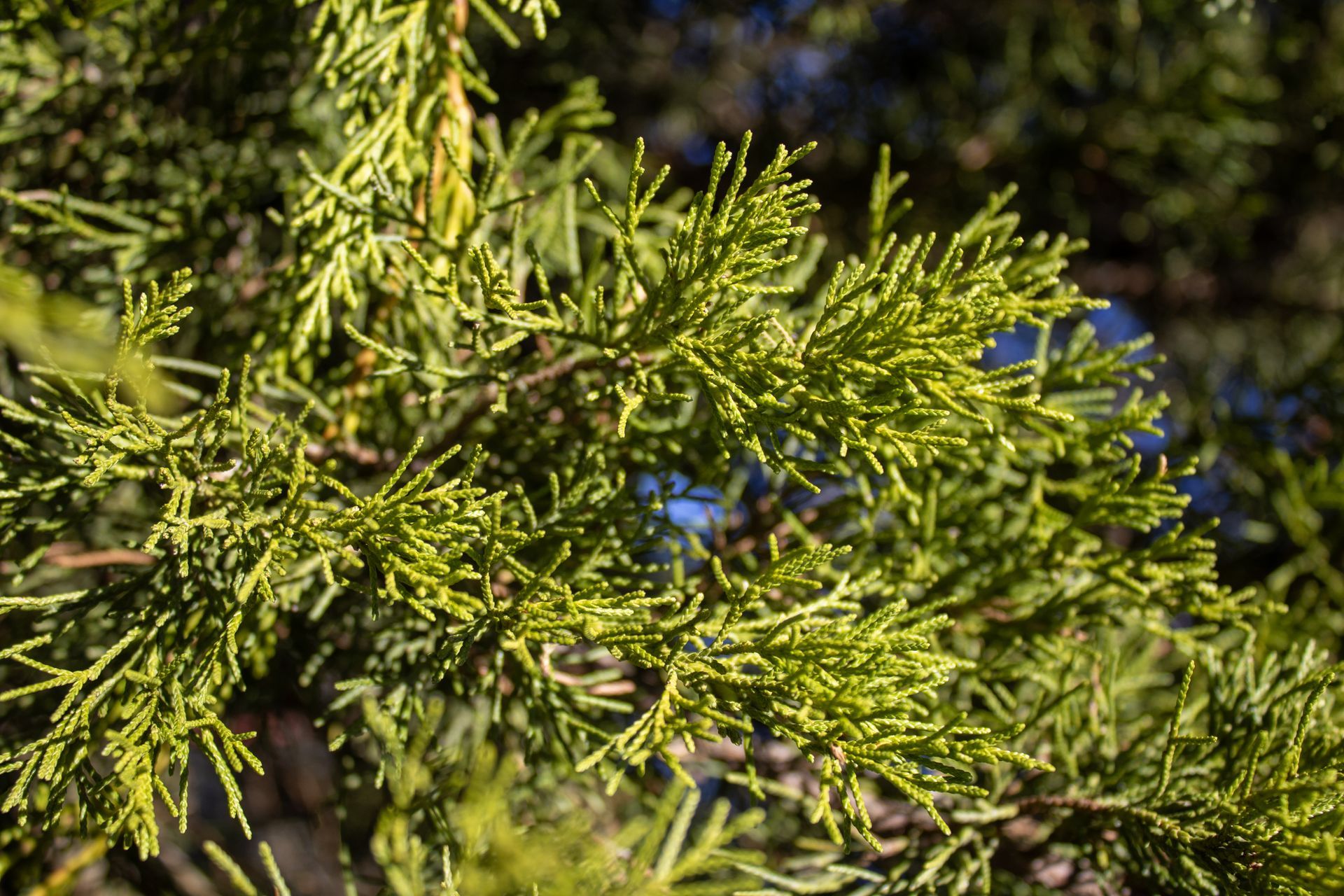 Close-up of green evergreen branches in sunlight against a blurred outdoor background