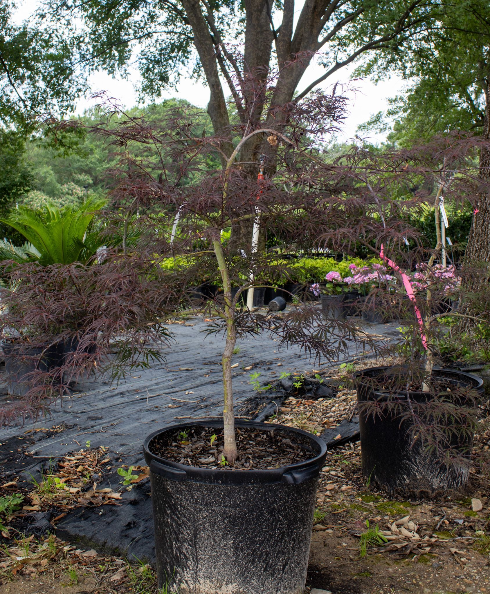 Potted young tree with arching trunk in a nursery, surrounded by other plants and mulch.