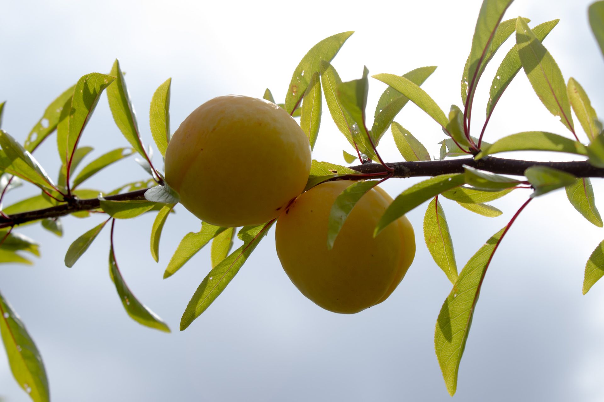 Green fruit hanging on a tree branch with narrow leaves against a bright sky