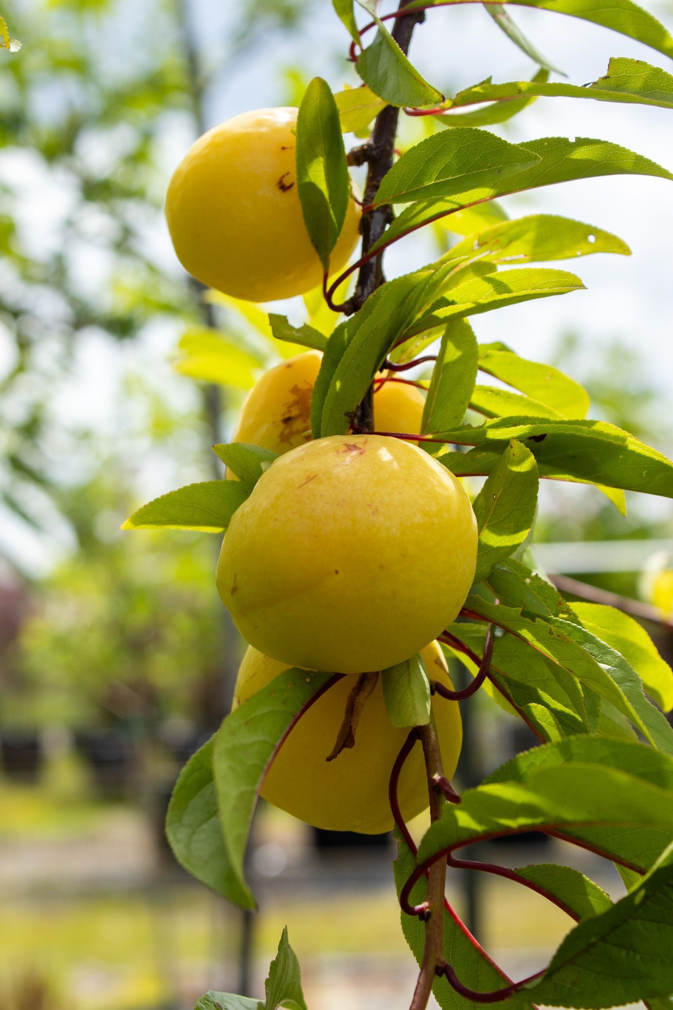 Yellow fruit hanging on a leafy tree branch in an orchard