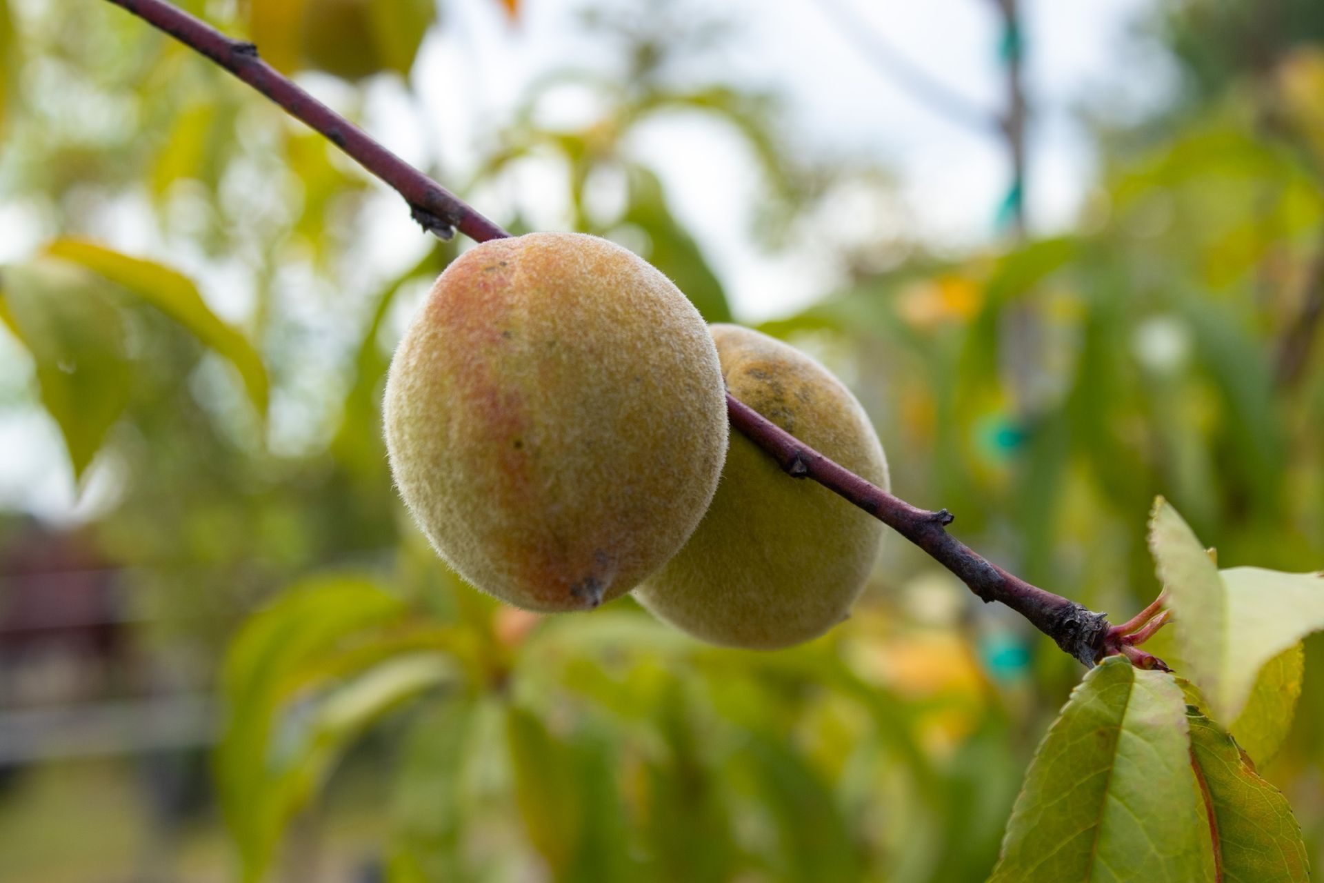 Close-up of fuzzy green apricots on a branch with leaves, outdoors