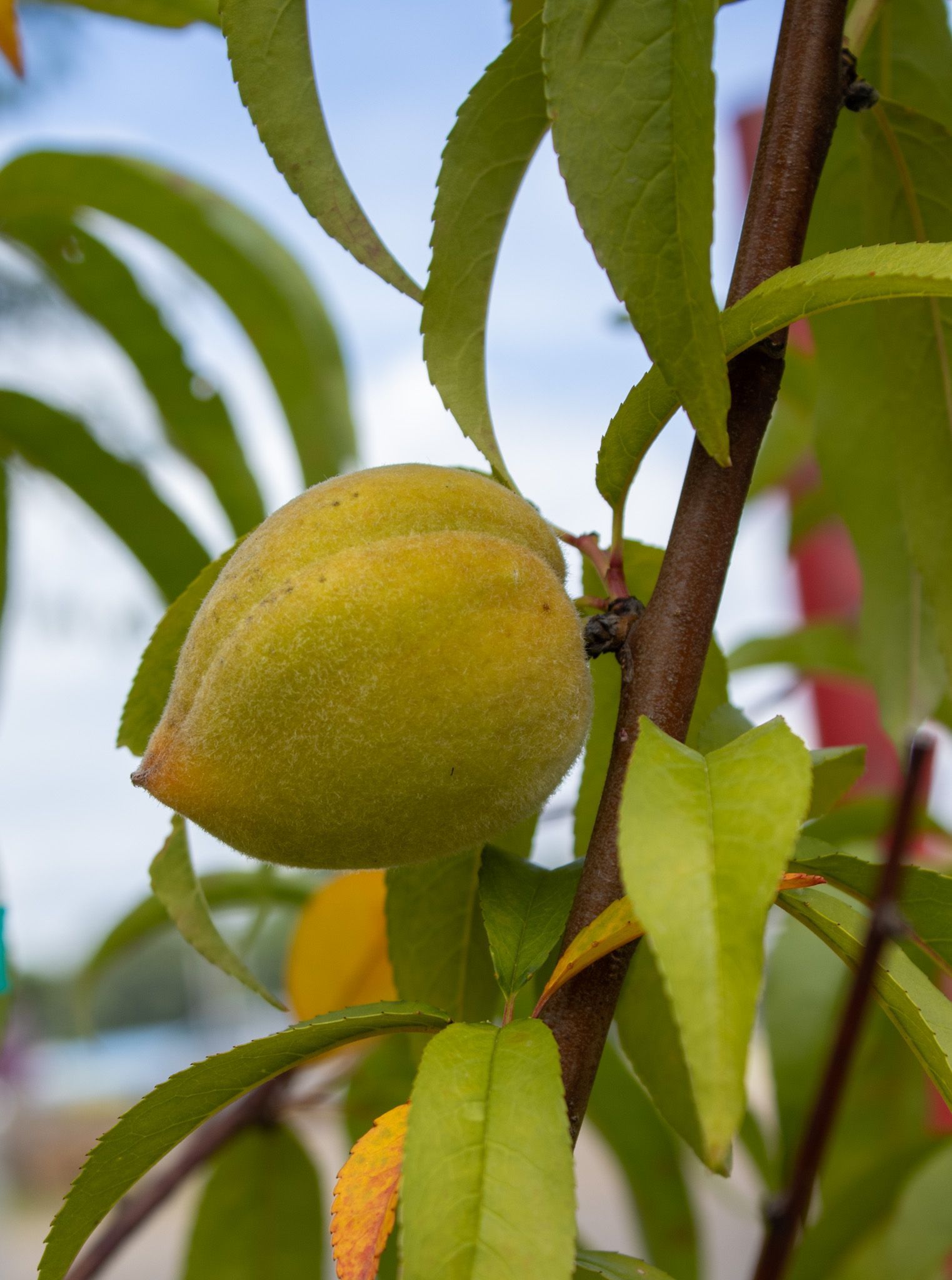 Ripe yellow fruit hanging on a leafy tree branch outdoors
