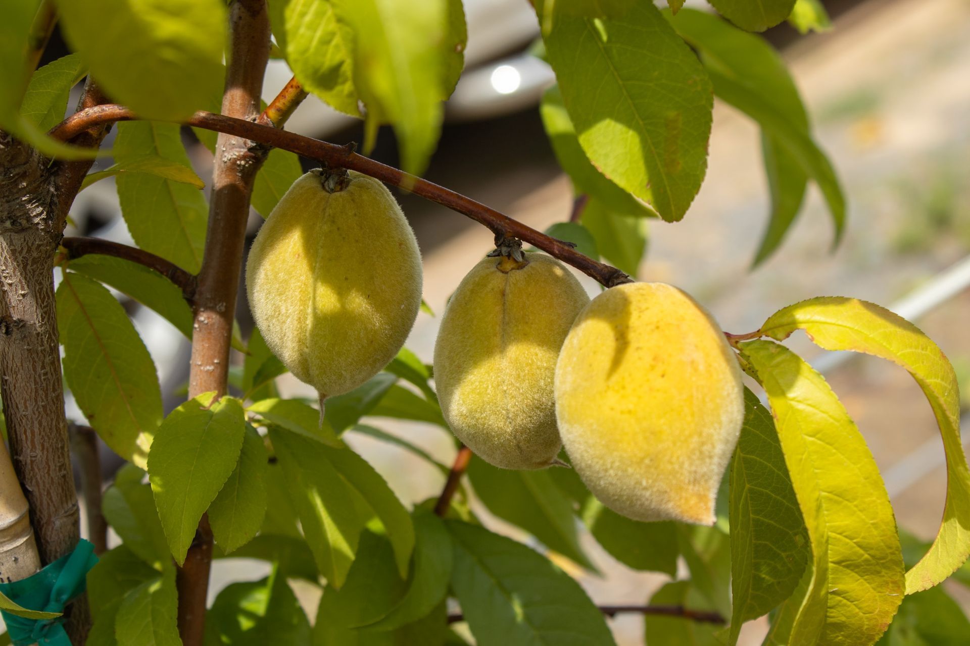Ripe yellow peaches hanging on a tree branch with green leaves