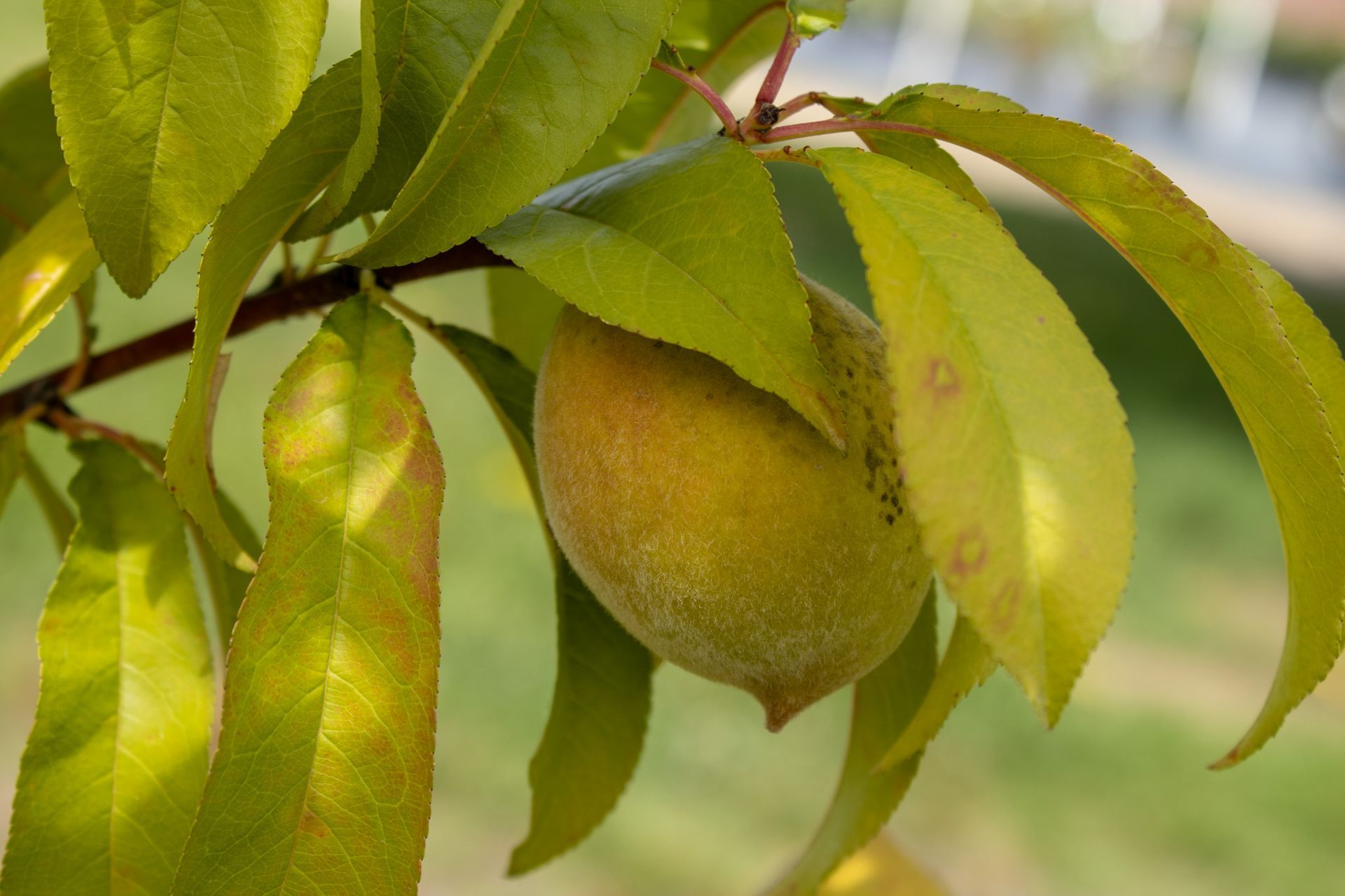 Green leaves hanging around a ripe peach on a tree branch