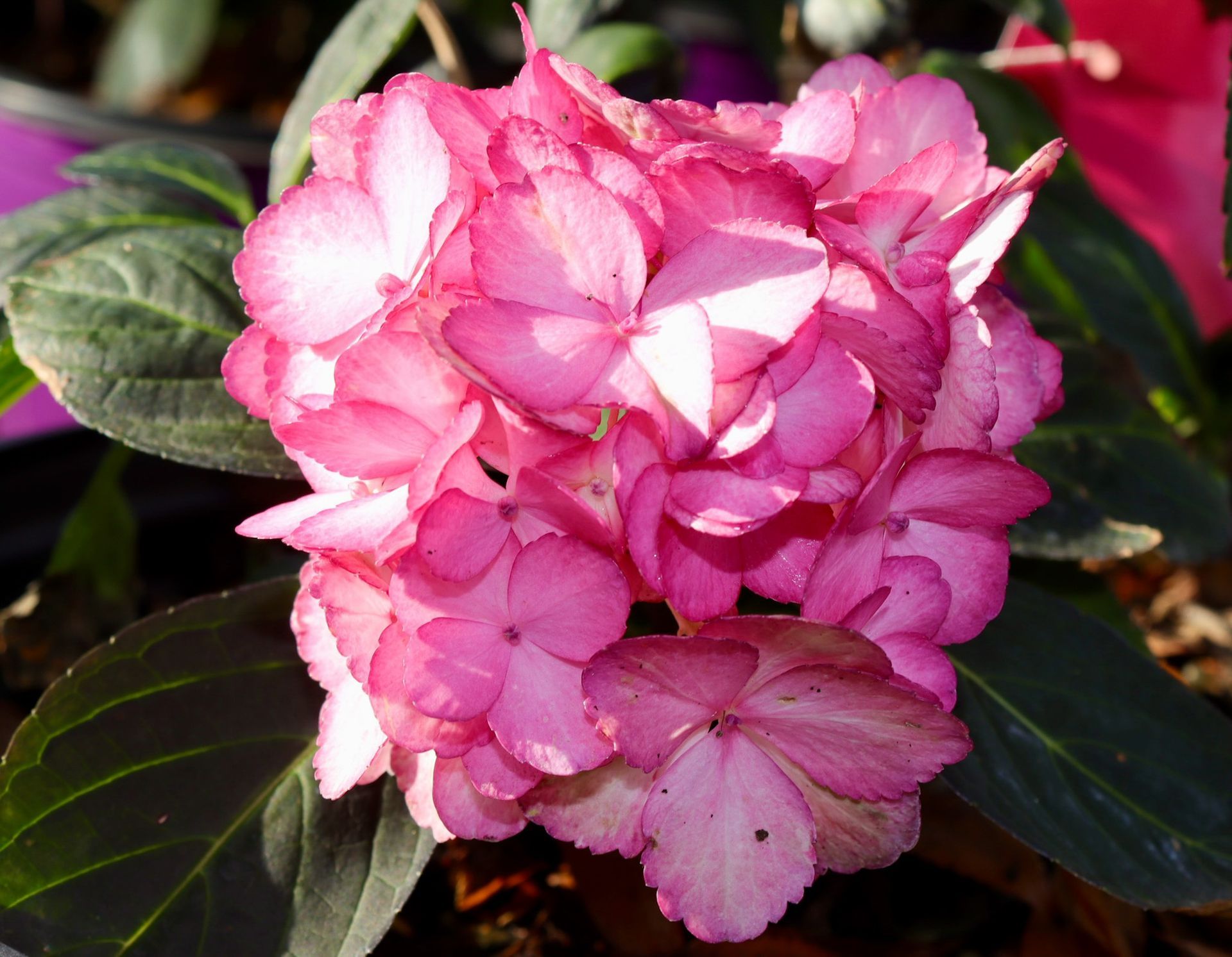 Pink and white flower cluster with glossy dark green leaves