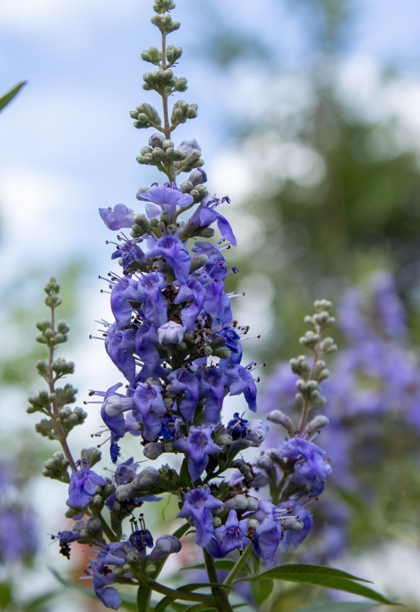 Purple flower spike with clusters of blossoms against a blurred outdoor background