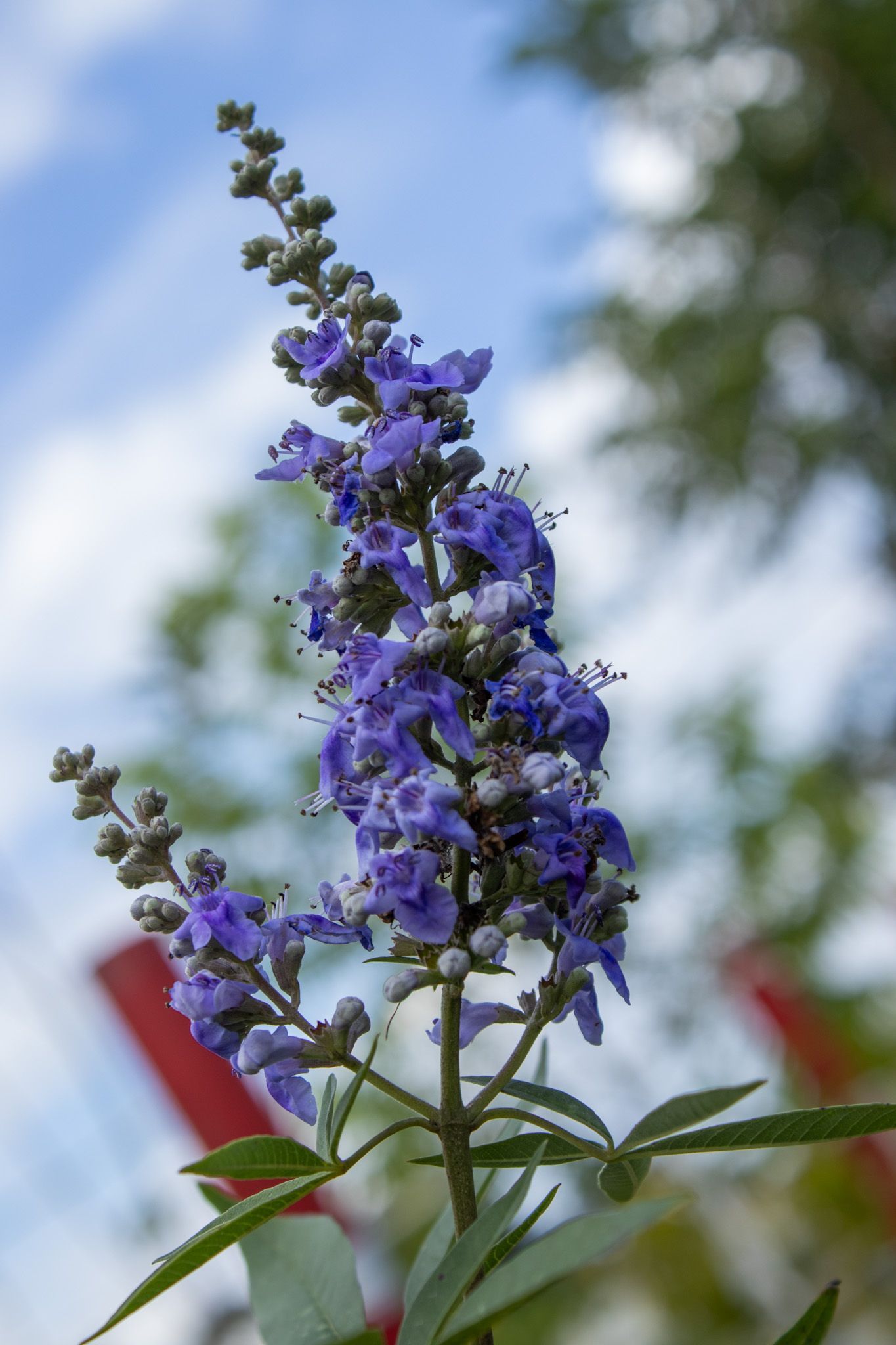 Purple wildflower spike against a blue sky with blurred greenery