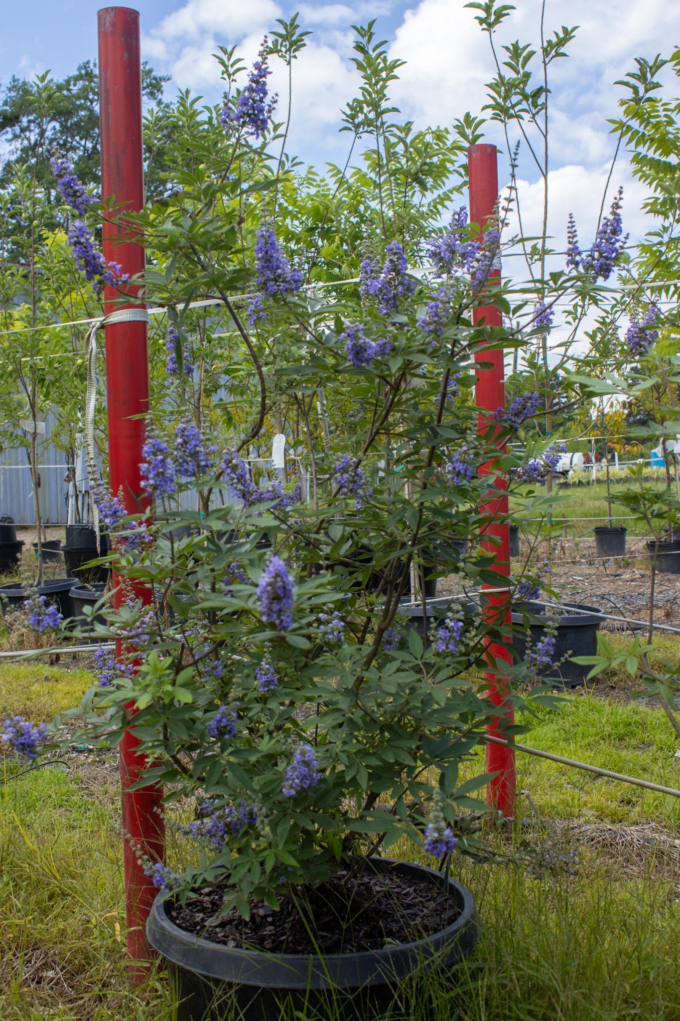 Potted purple-flowering shrub supported by red stakes in an outdoor nursery.