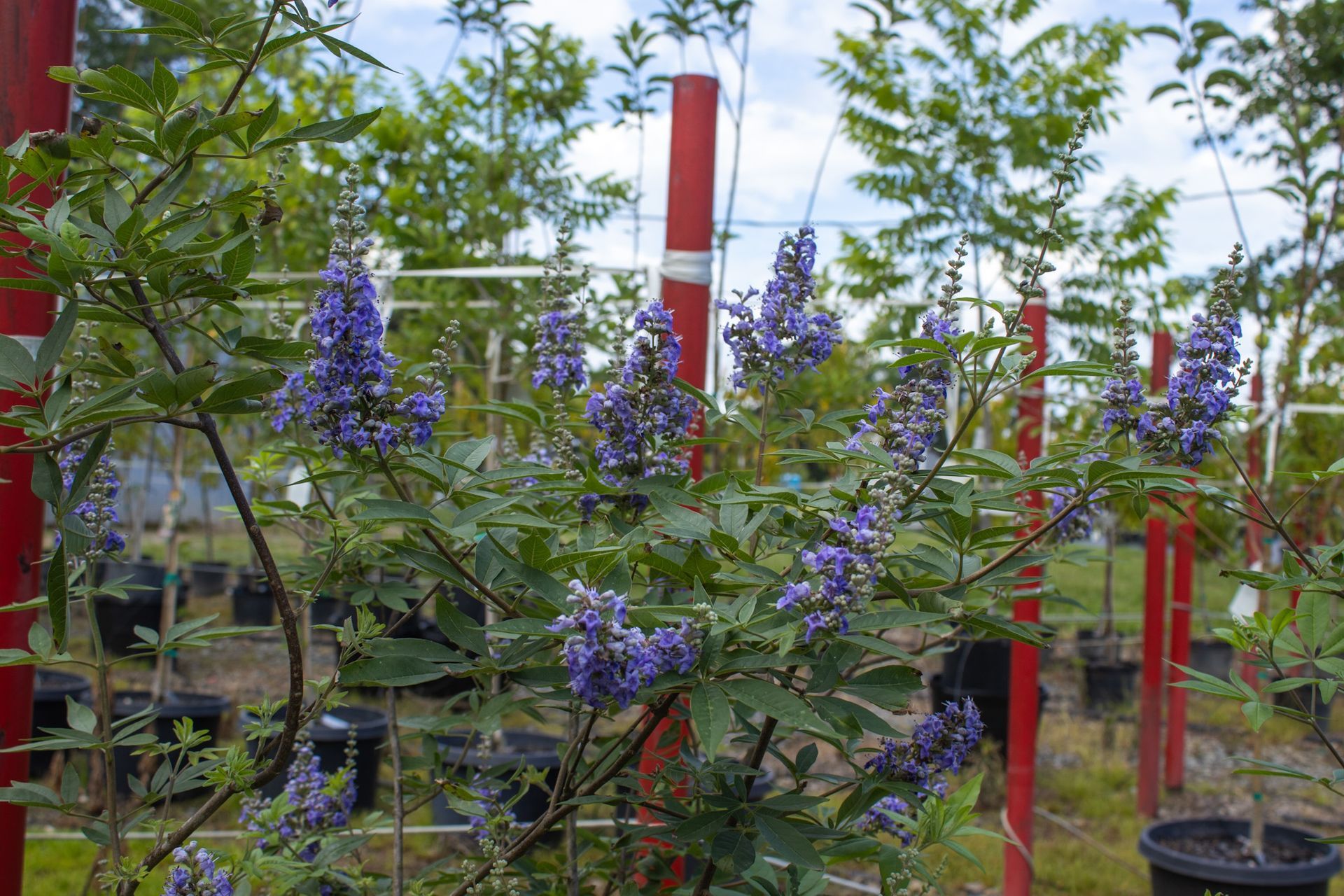 Purple flowering shrubs in a garden with red stakes and potted plants under a blue sky