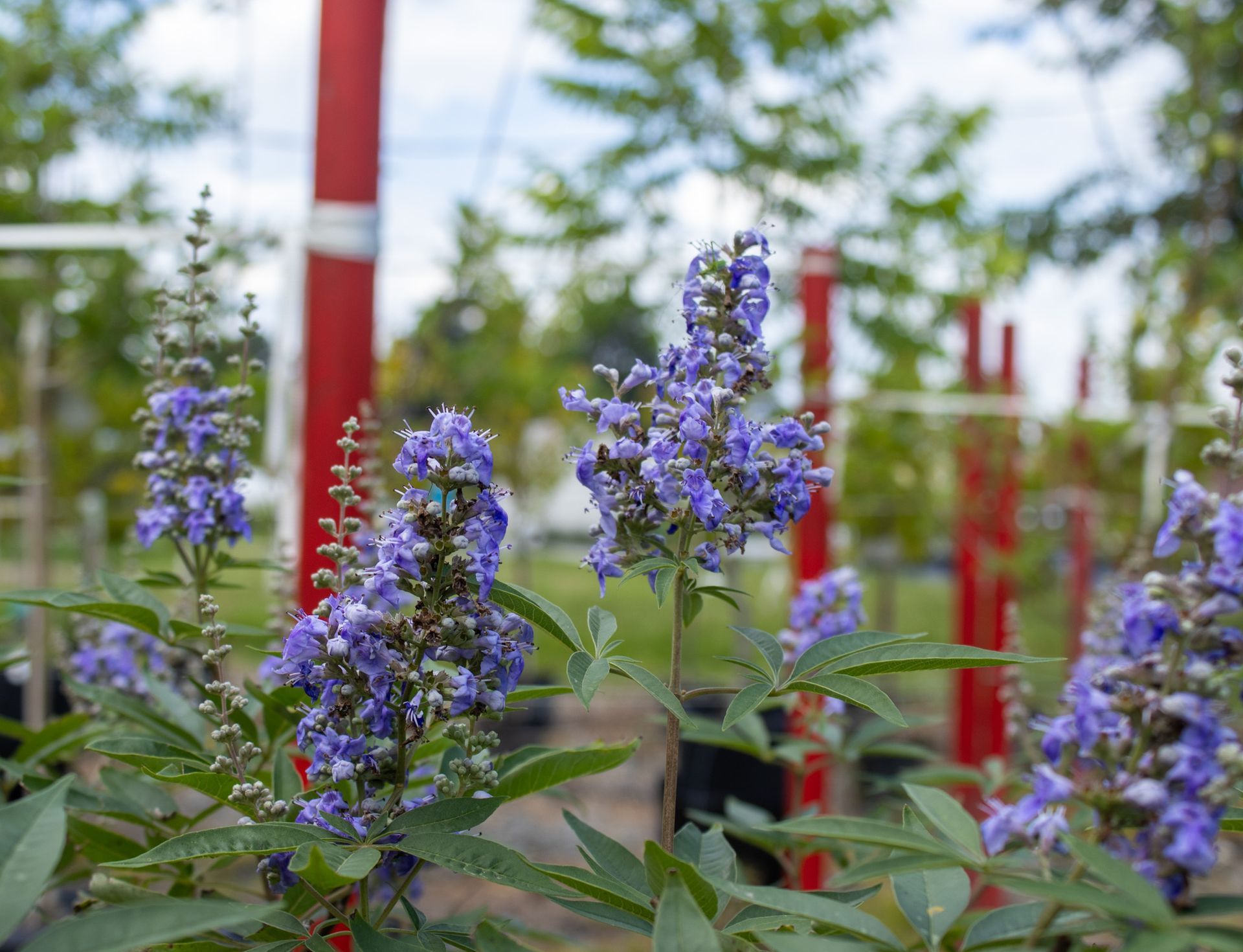 Purple wildflowers in bloom with green leaves, in front of red-and-white posts outdoors.