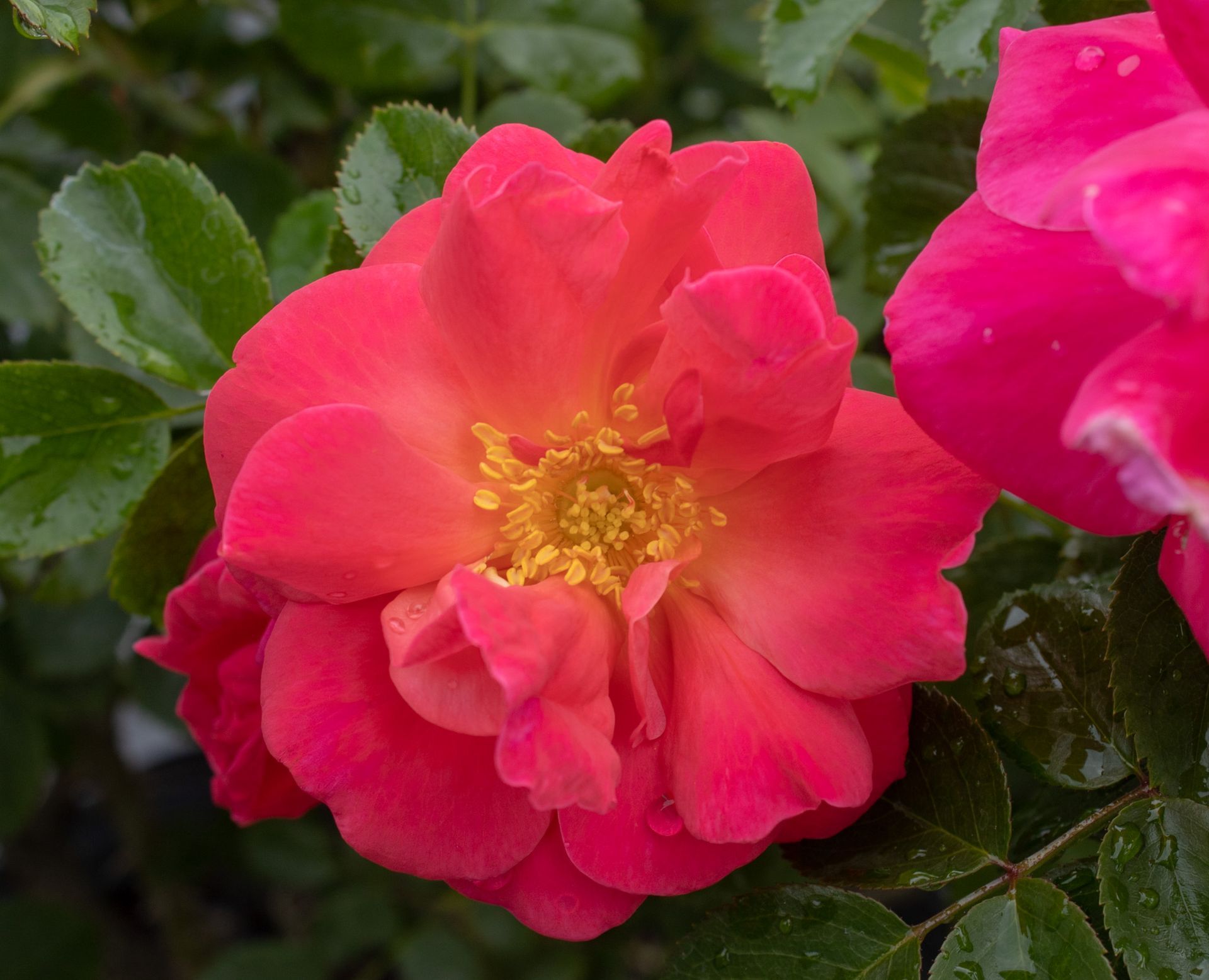 Bright pink flower with yellow center among green leaves, with another pink bloom at right