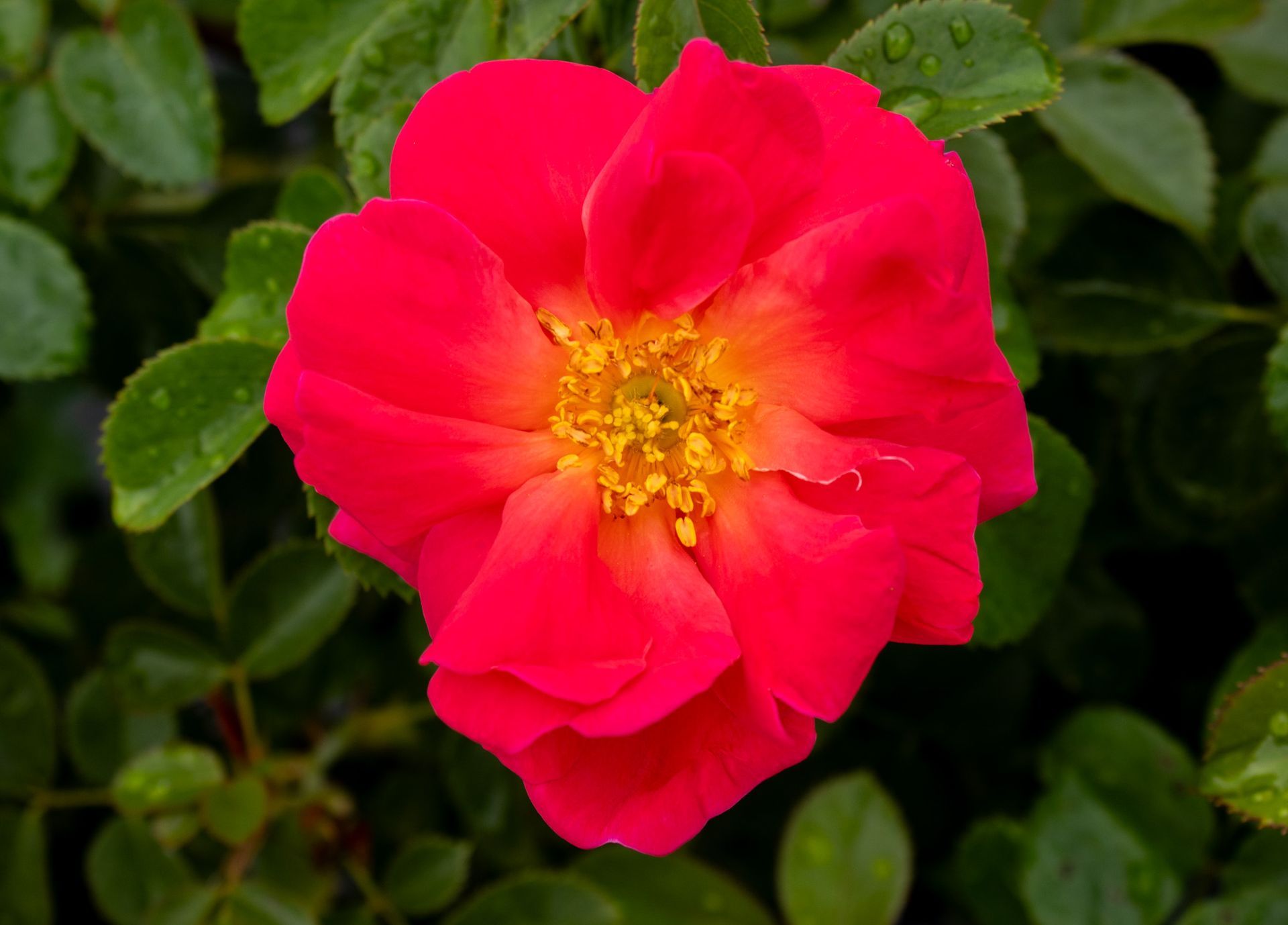 Close-up of a bright pink flower with a yellow center against green leaves