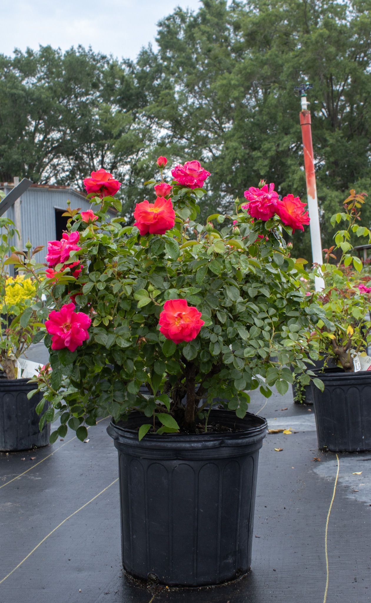 Potted rose bush with bright pink and red blooms on a patio outdoors