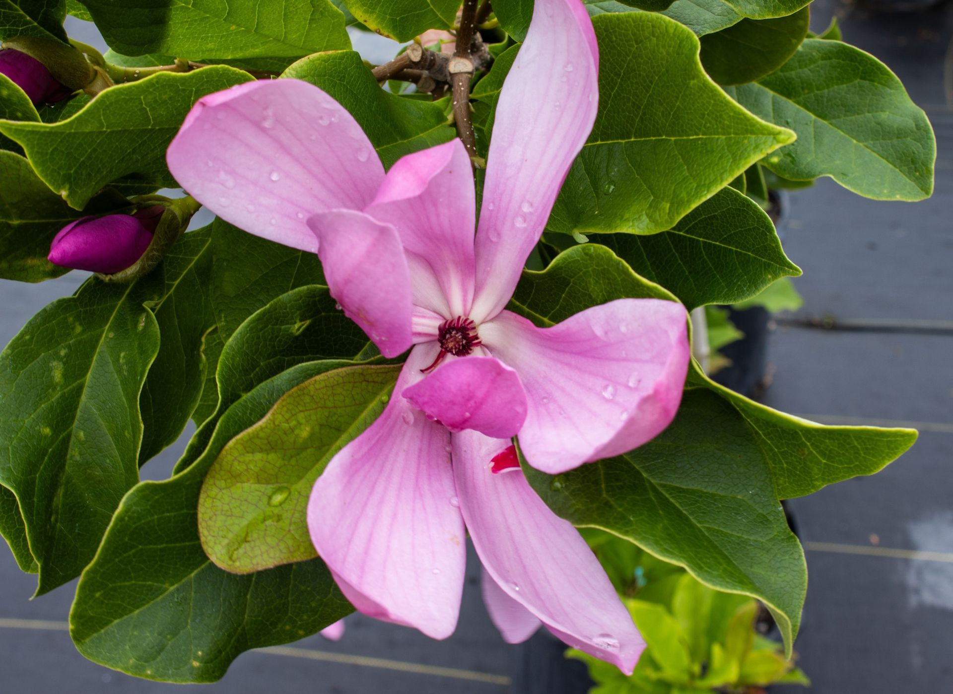 Pink flower among green leaves against a gray background