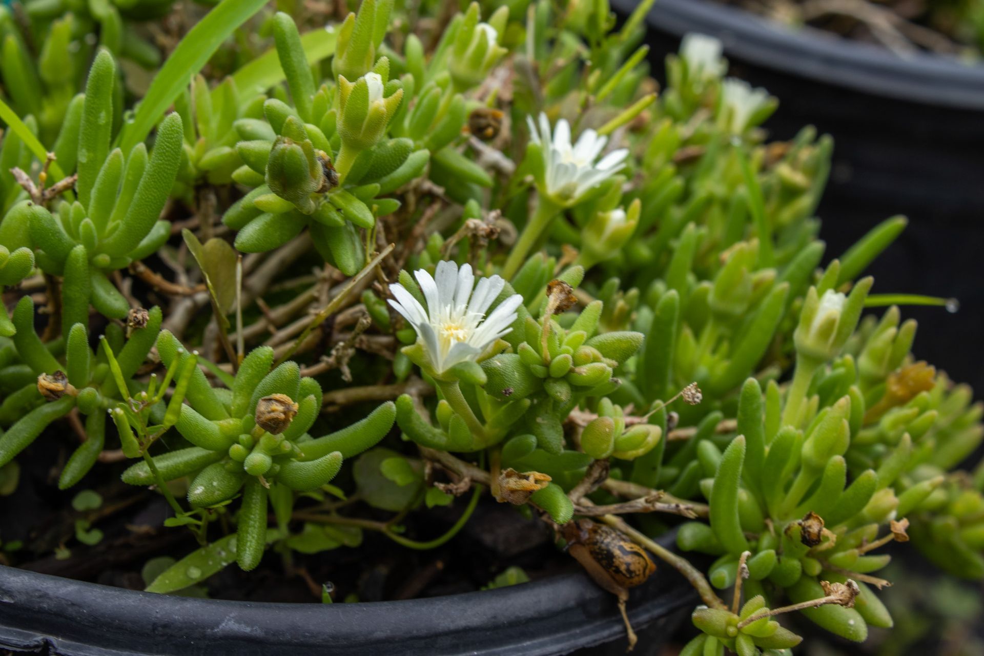 Green succulent with small white flowers in a black pot