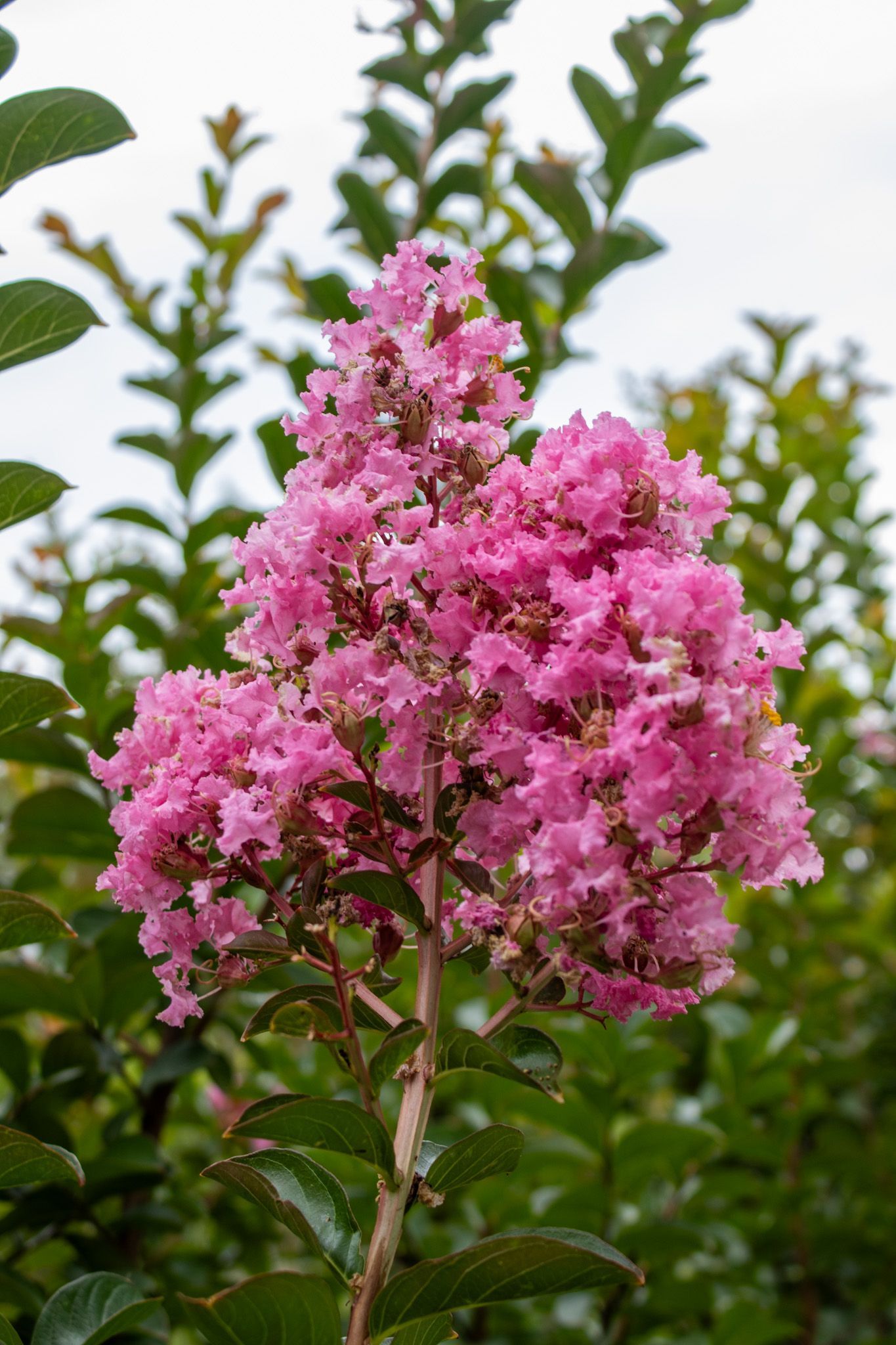 Pink crepe myrtle blossoms on a leafy shrub against a soft sky background