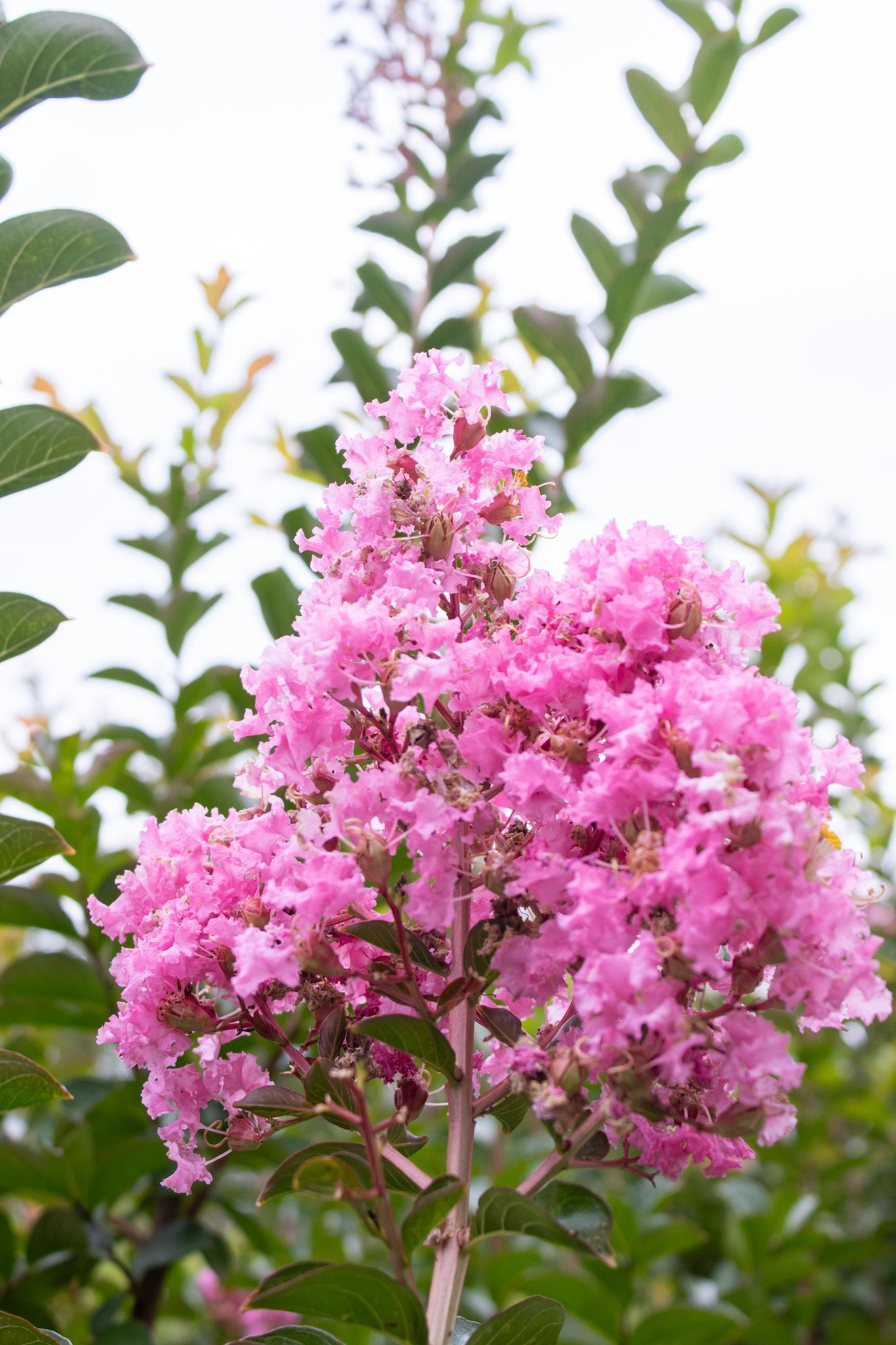 Pink flowering shrub with clusters of blossoms and green leaves against a blurred background