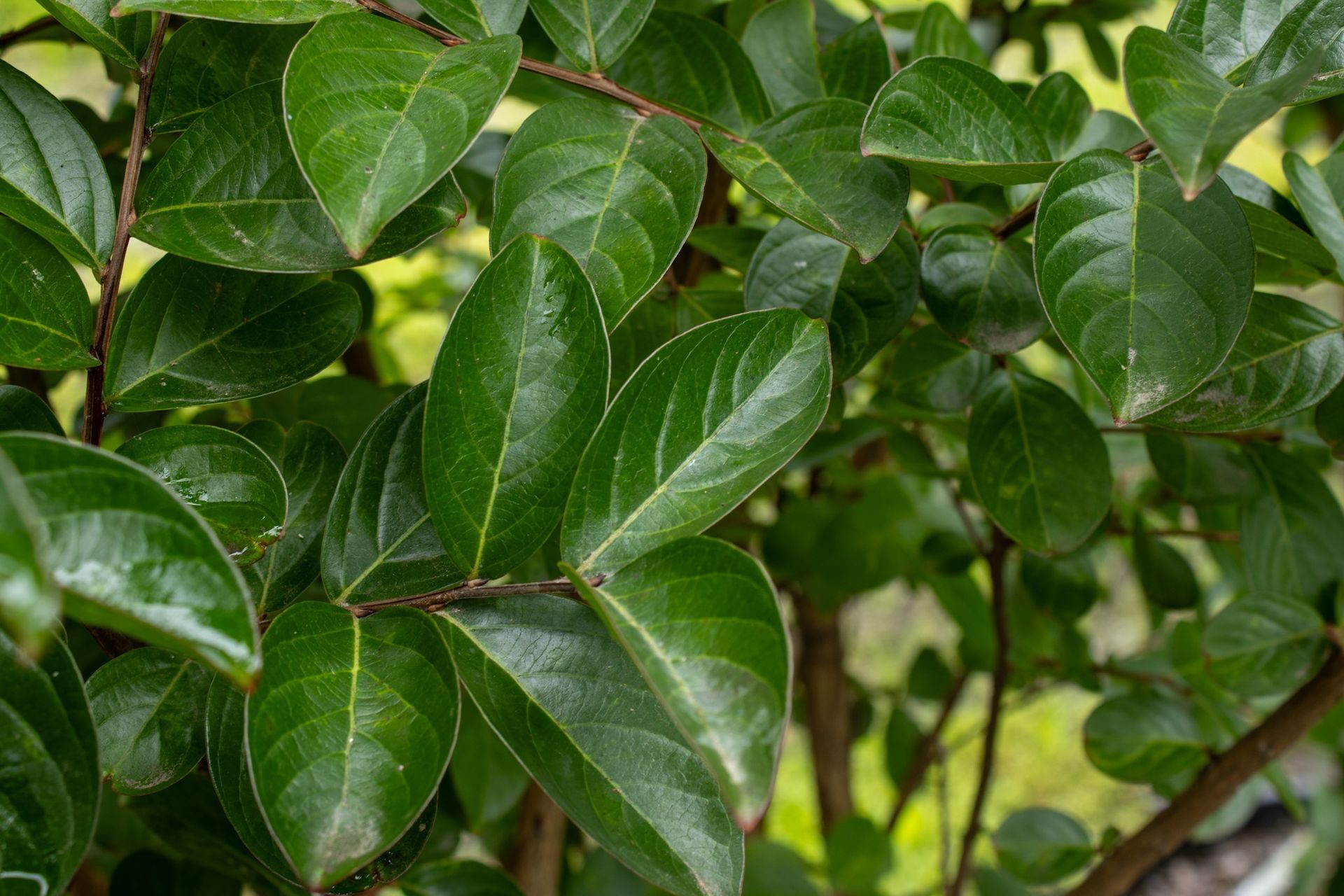 Close-up of glossy green leaves on a leafy shrub with a blurred background