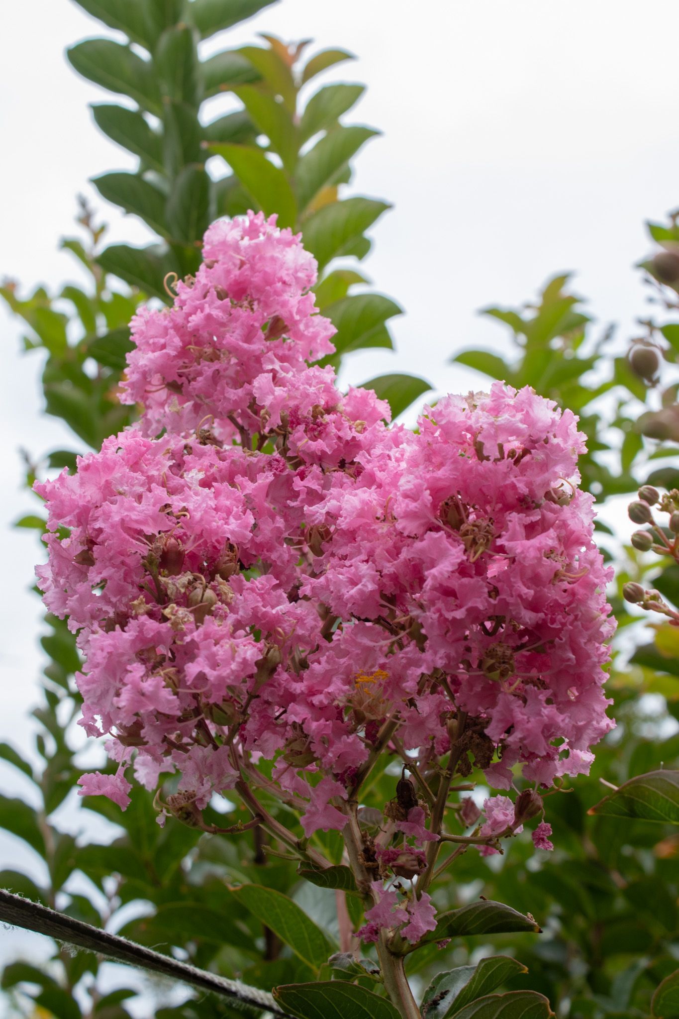 Pink crepe myrtle blossoms among green leaves against a pale sky