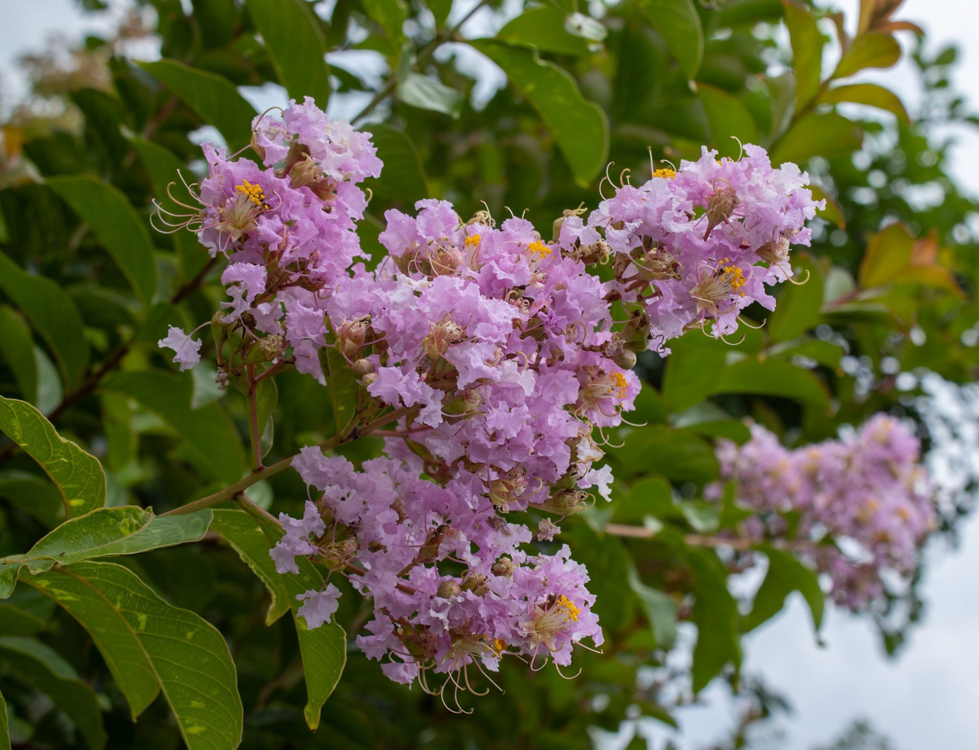 Pink crepe myrtle blossoms on a leafy tree branch outdoors