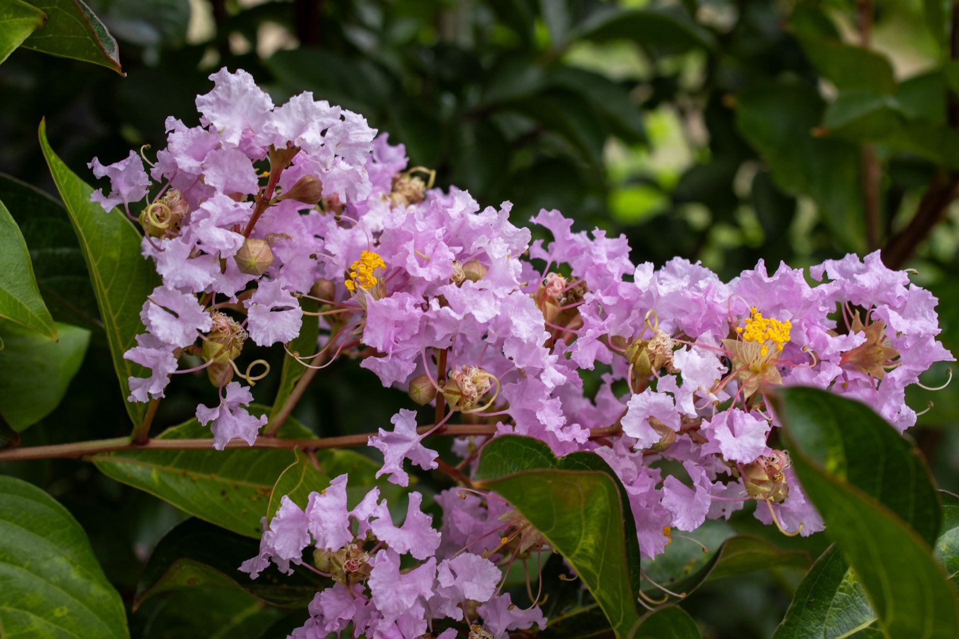 Pink crape myrtle blossoms and green leaves on a branch