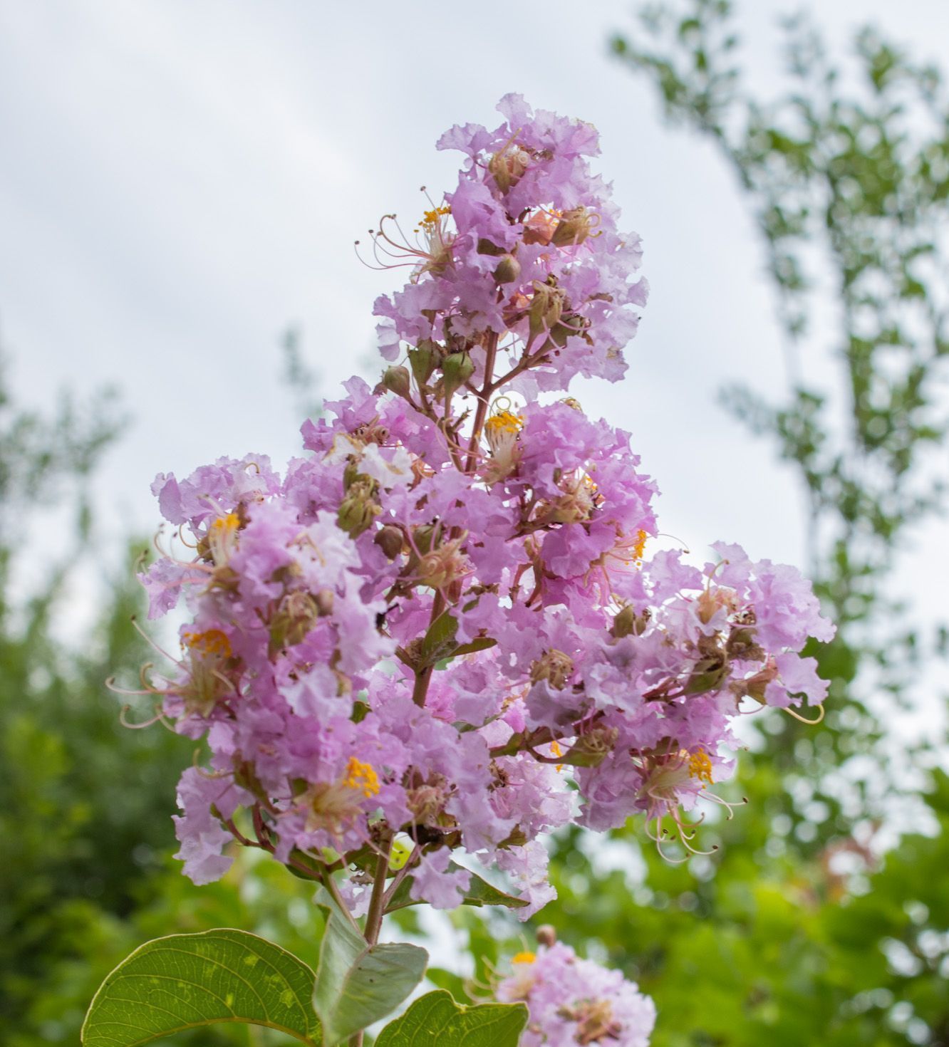 Cluster of light pink crepe myrtle blossoms against a softly blurred green background