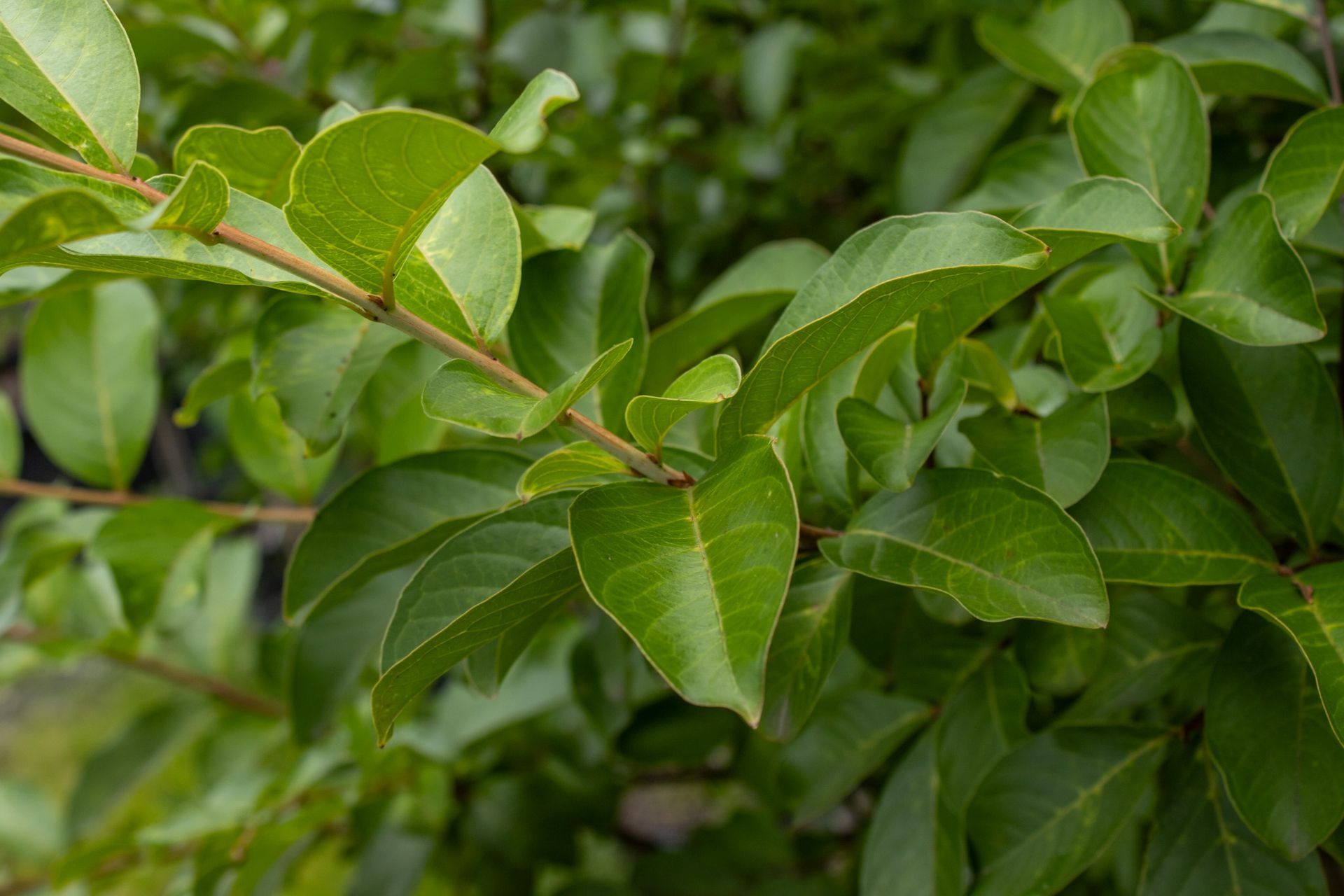 Close-up of glossy green leaves on a dense shrub with a few pale new leaves